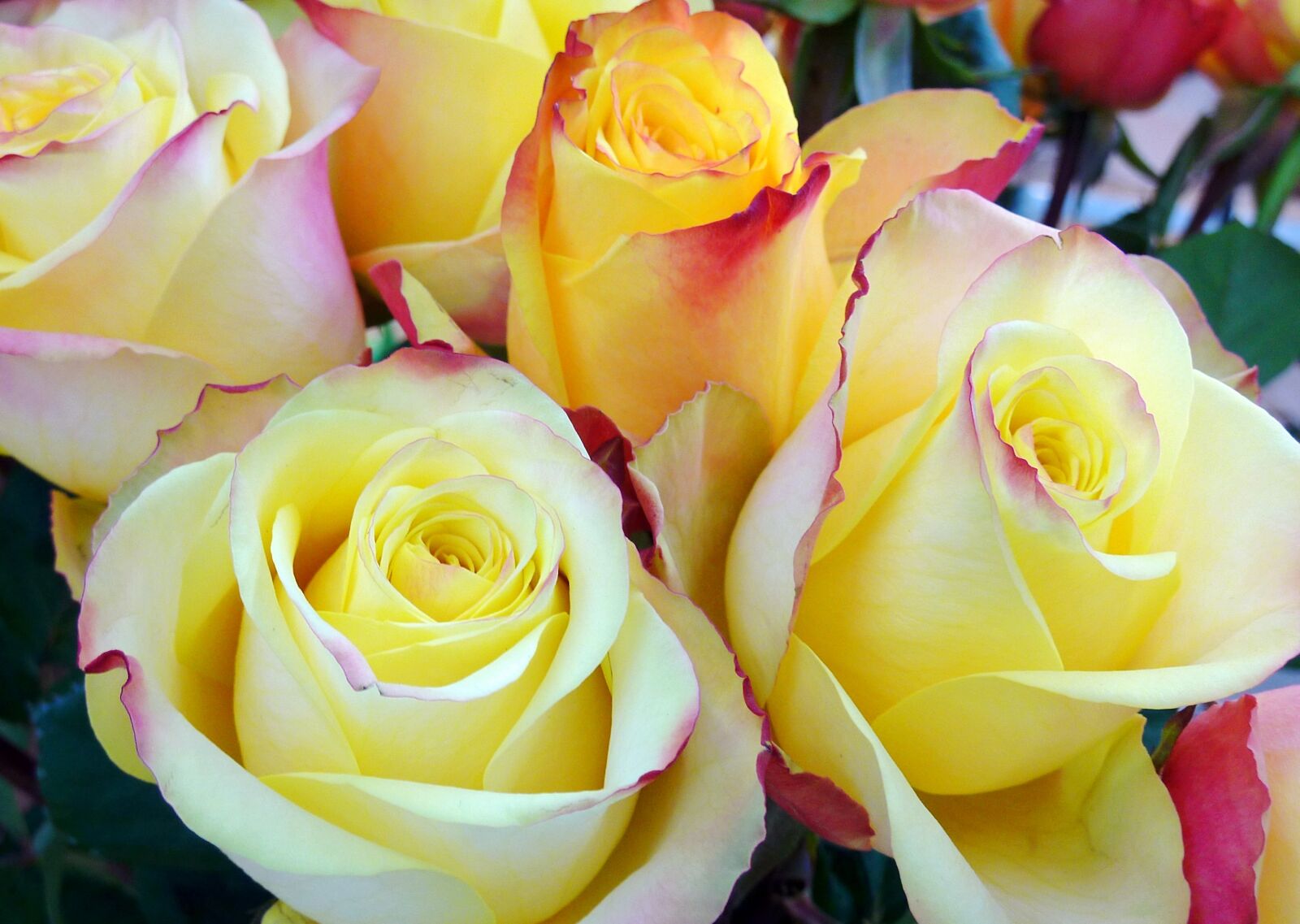 Panasonic DMC-TZ7 sample photo. Roses, leaves, flower photography