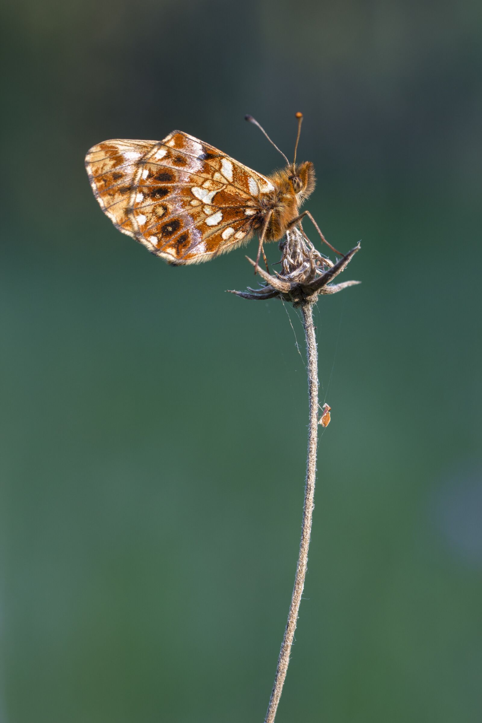 Tamron SP AF 60mm F2 Di II LD IF Macro sample photo. Butterfly, brown, insect photography
