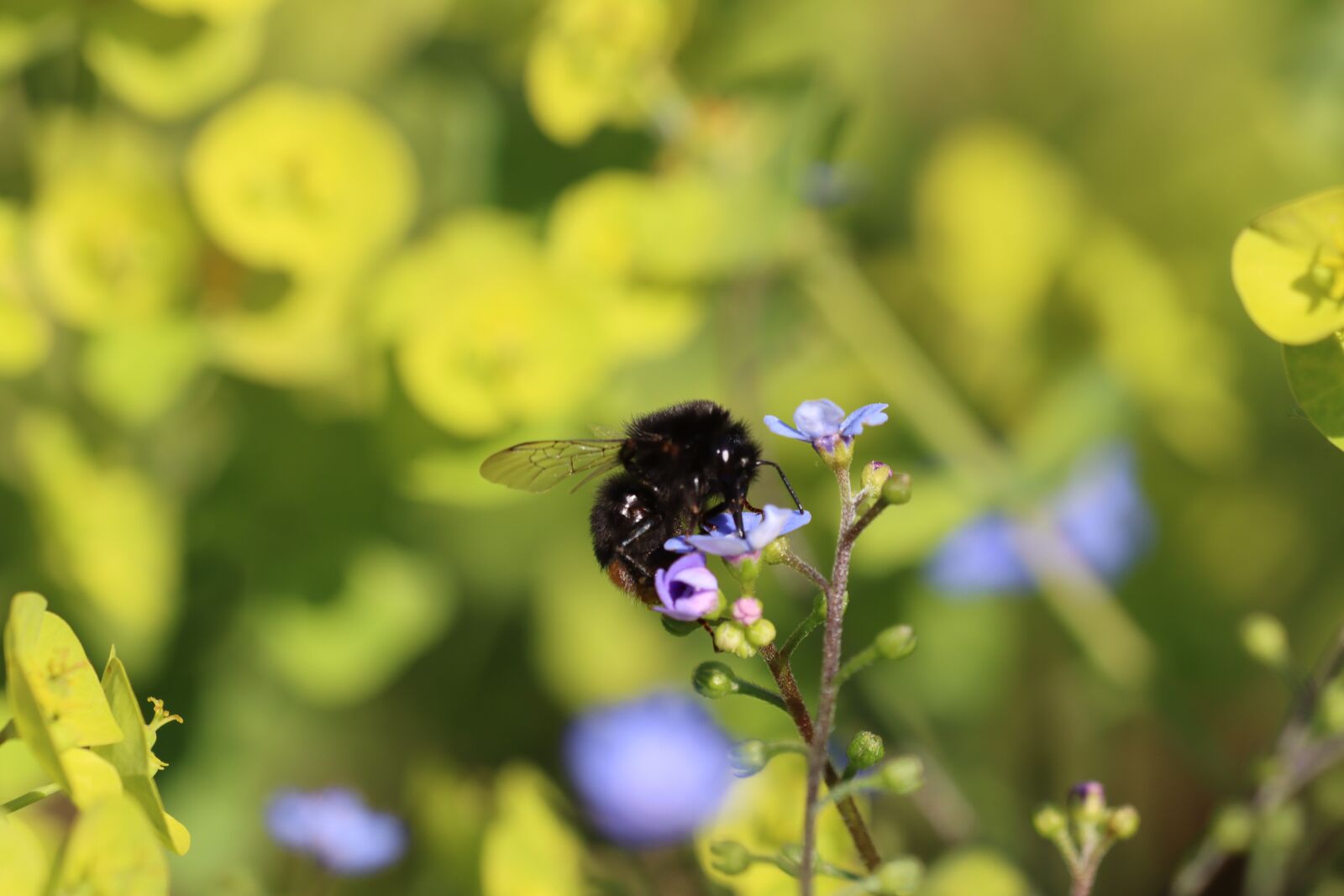 Canon EF 180mm F3.5L Macro USM sample photo. Forget me not, hummel photography