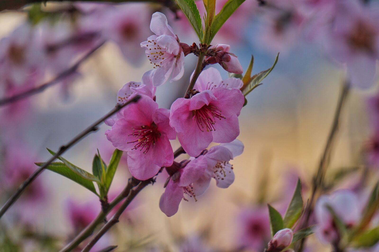 Sony Alpha a5000 (ILCE 5000) + Sony E 55-210mm F4.5-6.3 OSS sample photo. Copy flower, spring, peach photography