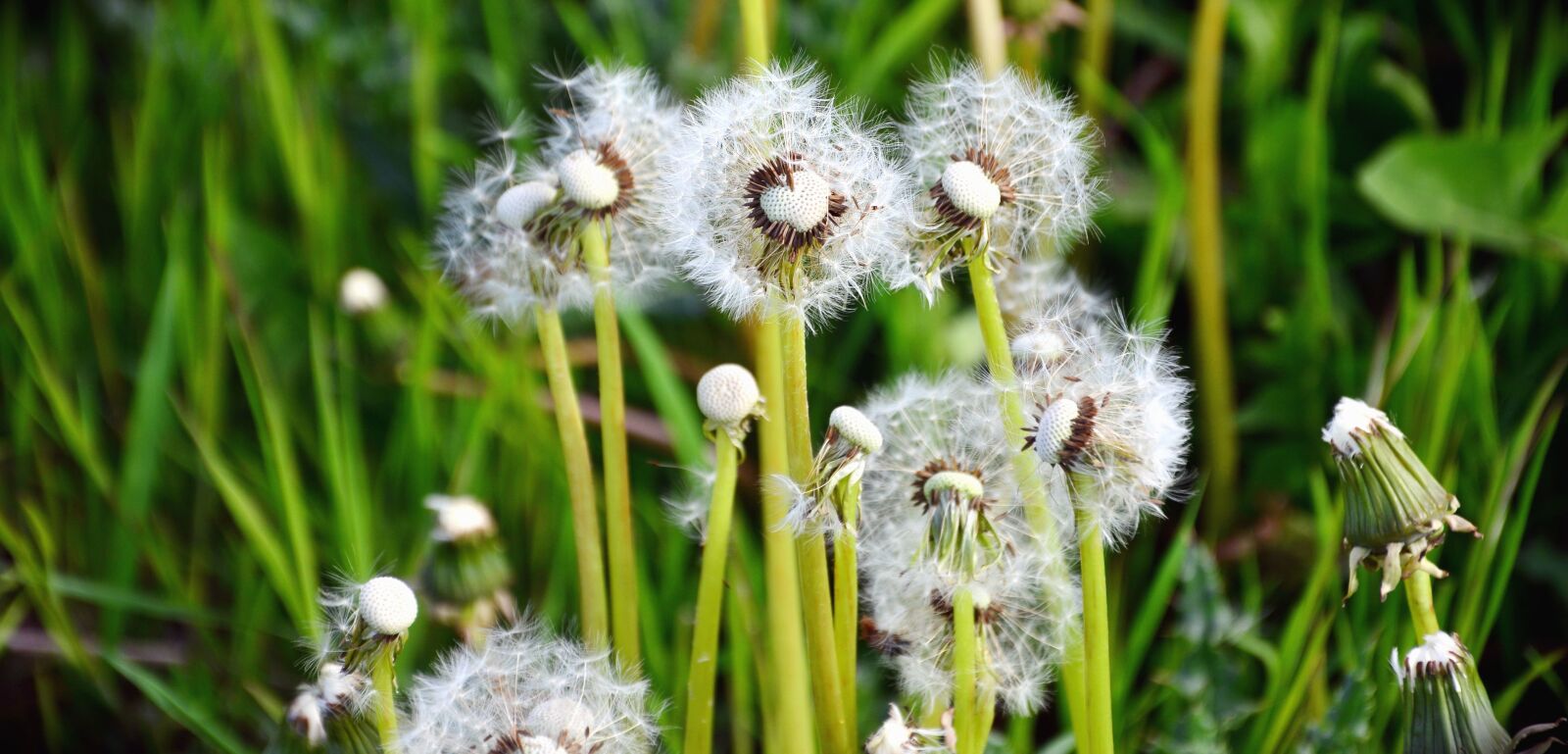 Nikon D5200 sample photo. Haulm, dandelion, seed, leaf photography