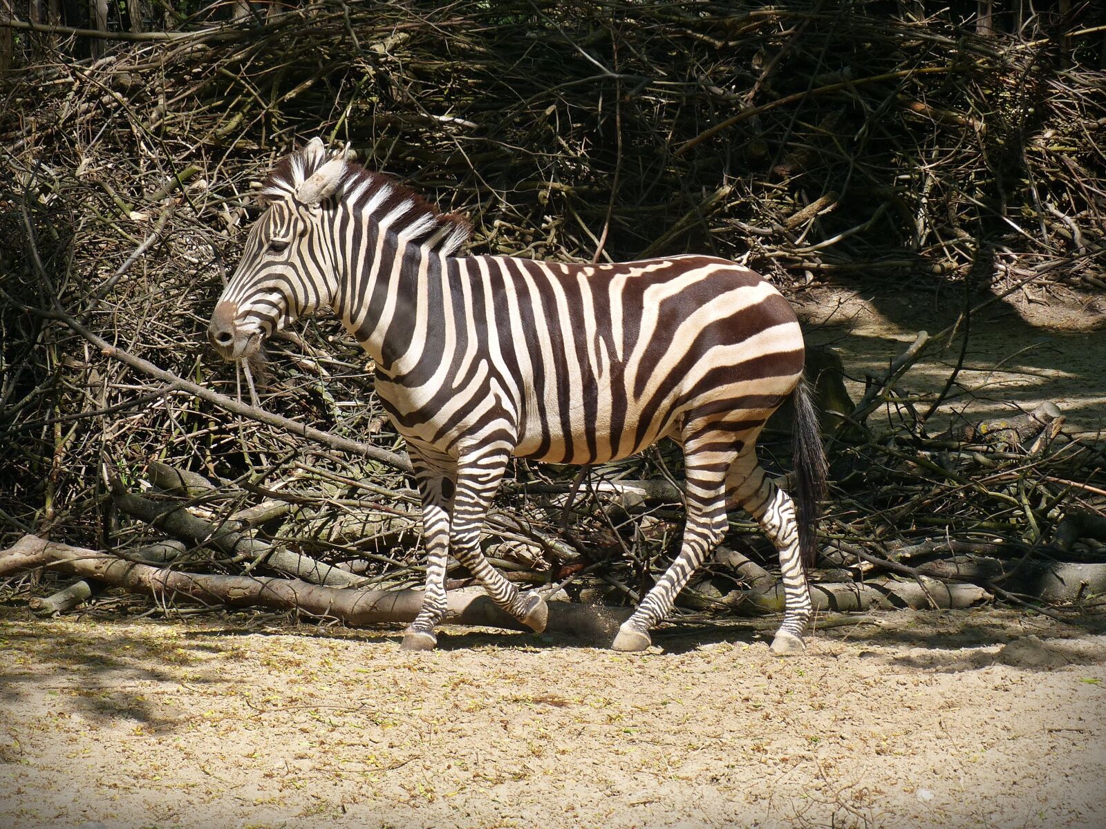 Panasonic Lumix DMC-FZ200 sample photo. Zebra, wild horse, striped photography