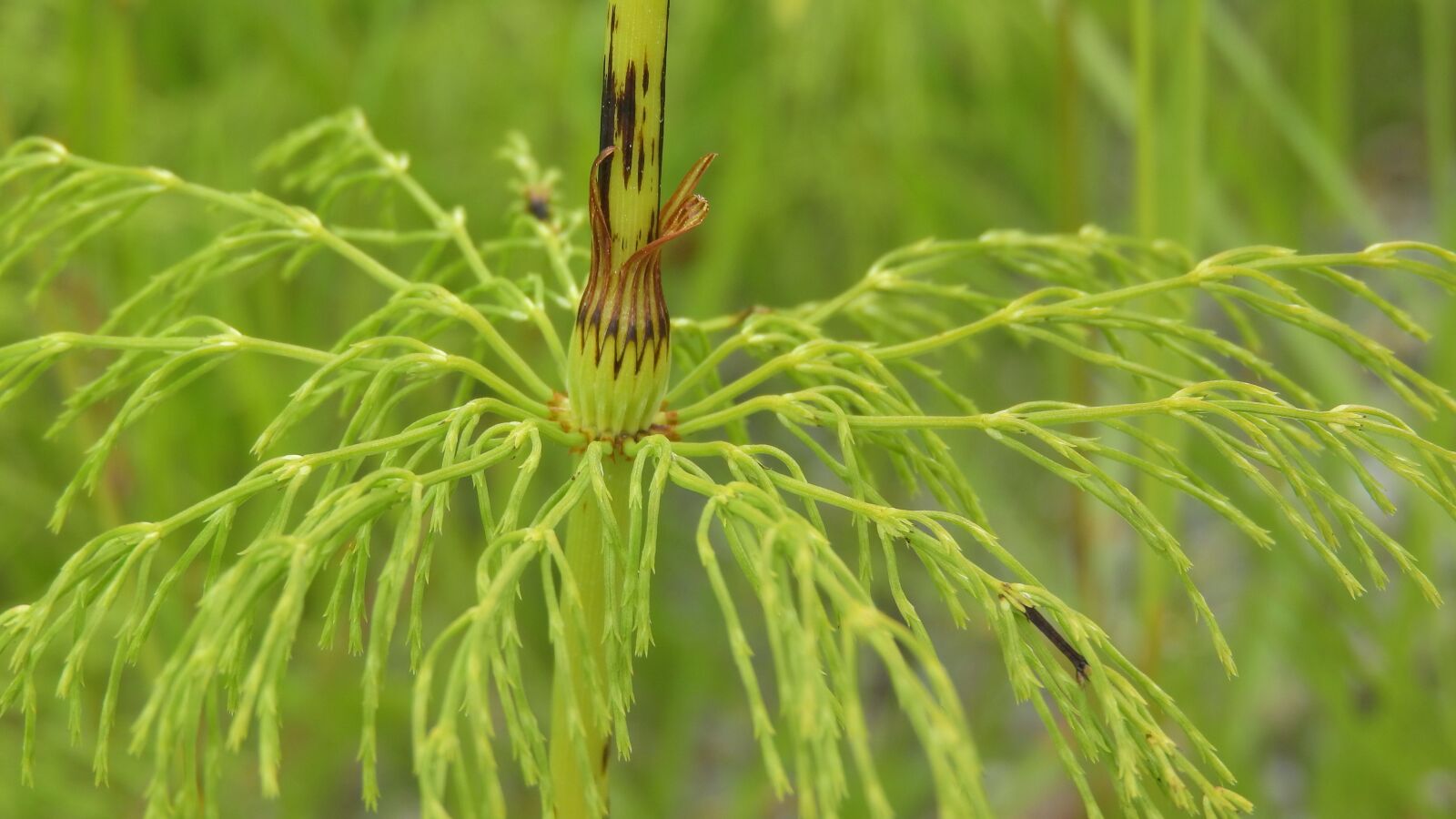Nikon Coolpix P610 sample photo. Horsetail, summer stalk, green photography