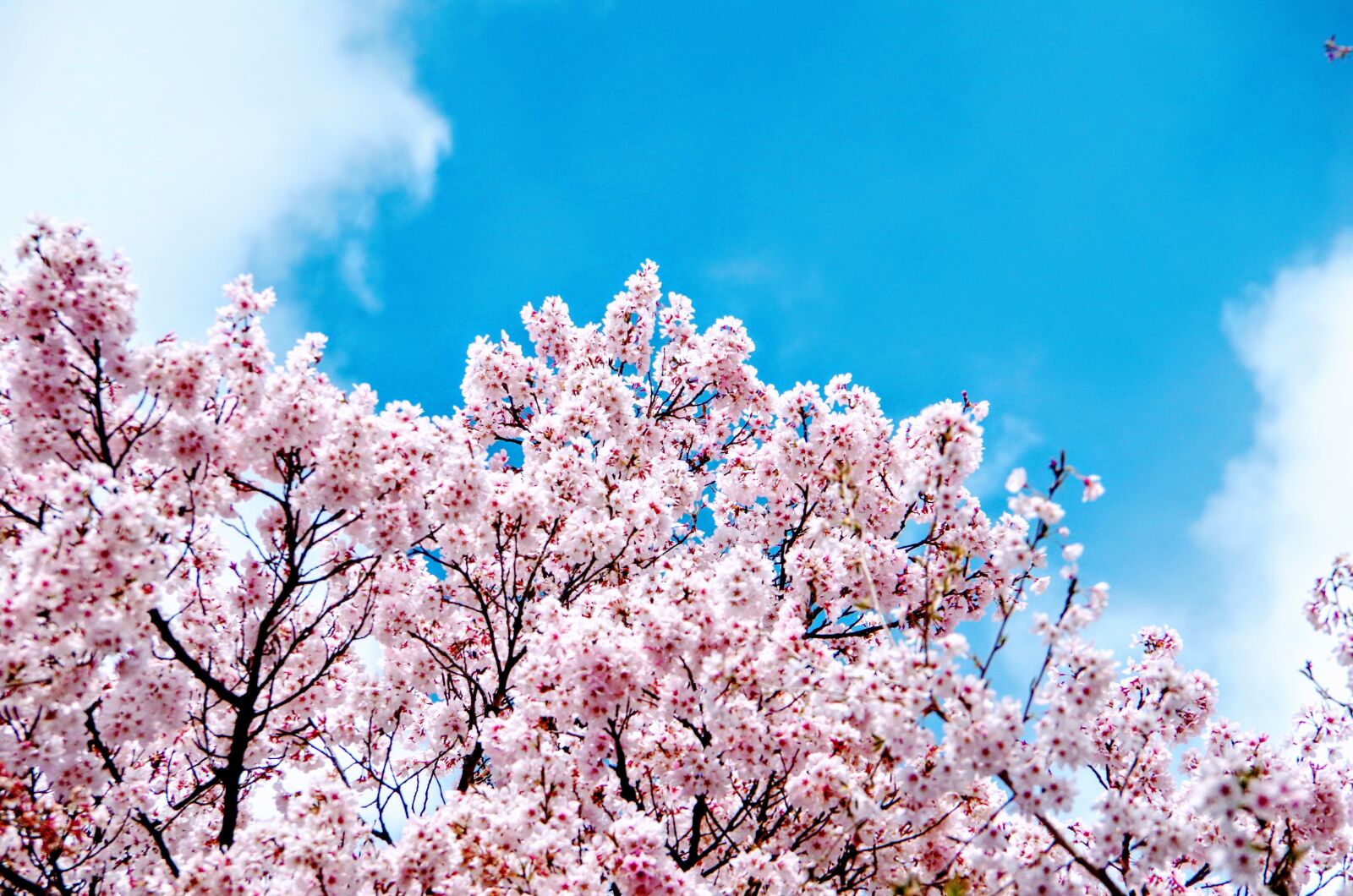 Pentax K-30 sample photo. Sakura, takato cherry blossoms photography