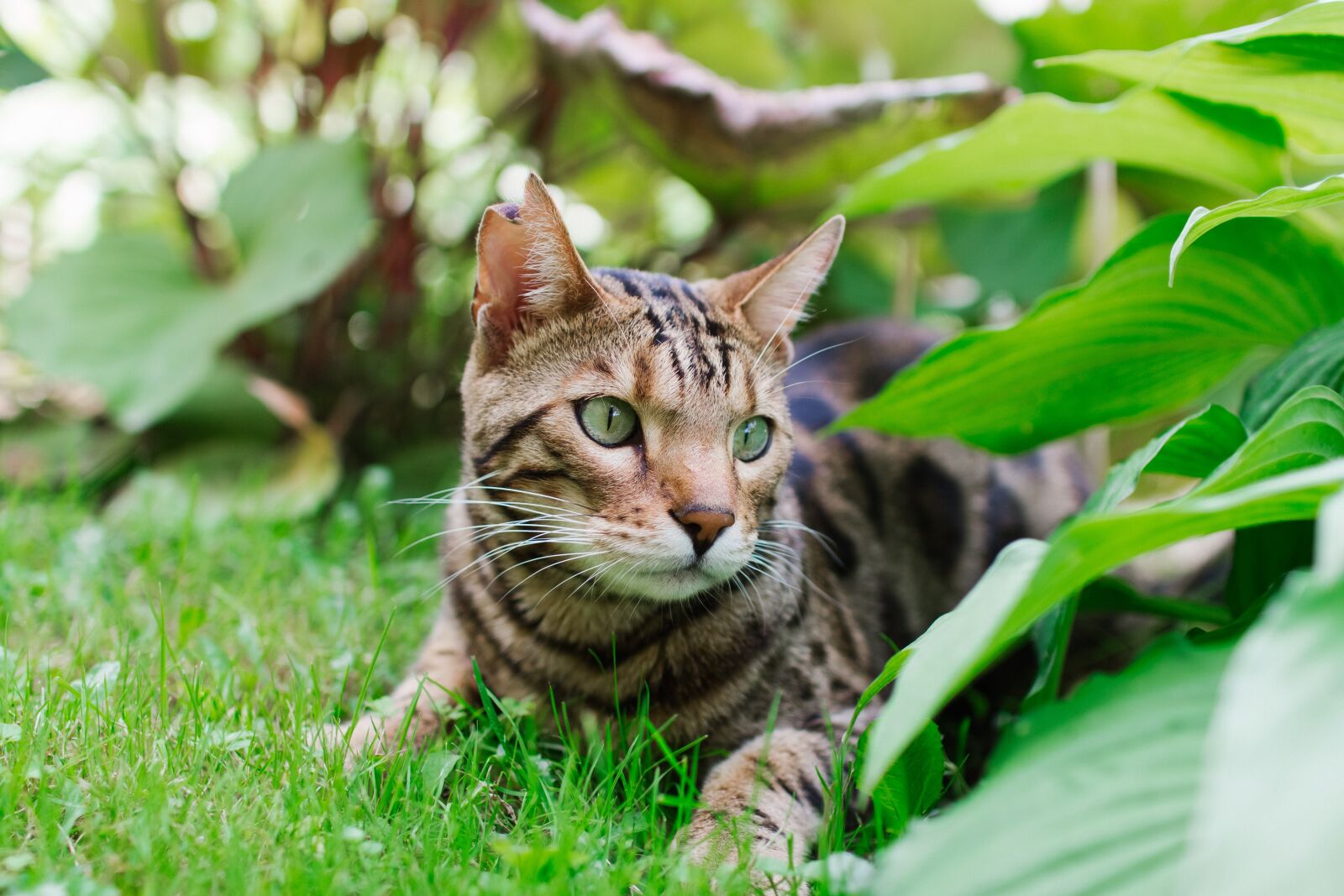 Canon EOS 60D sample photo. Cat, bengal, kitten photography