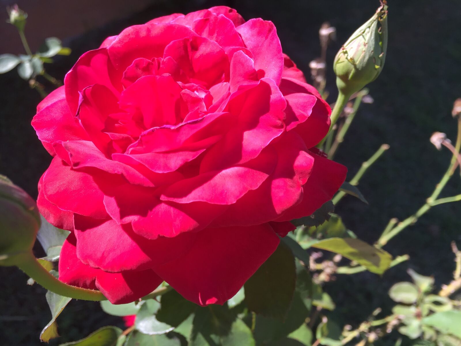 Apple iPhone 6 sample photo. Rosa, flowers, ferraosto photography