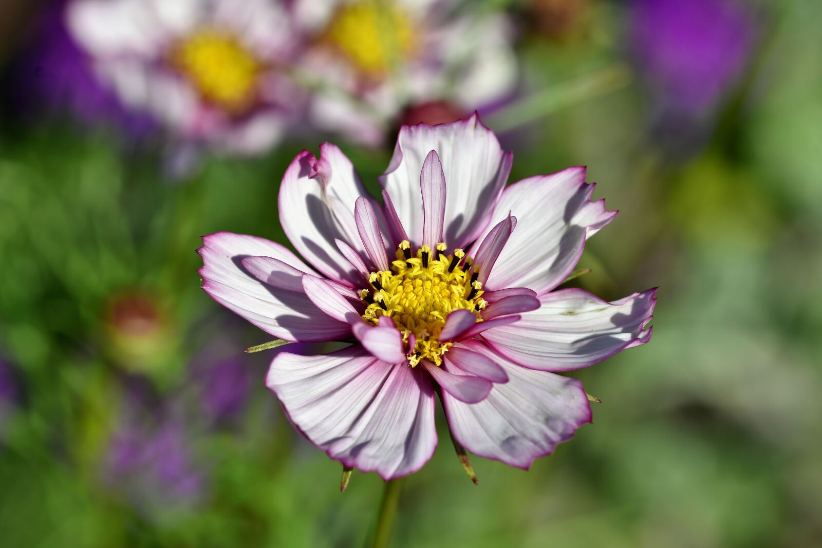 Nikon D7200 sample photo. Cosmea, flower, blossom photography