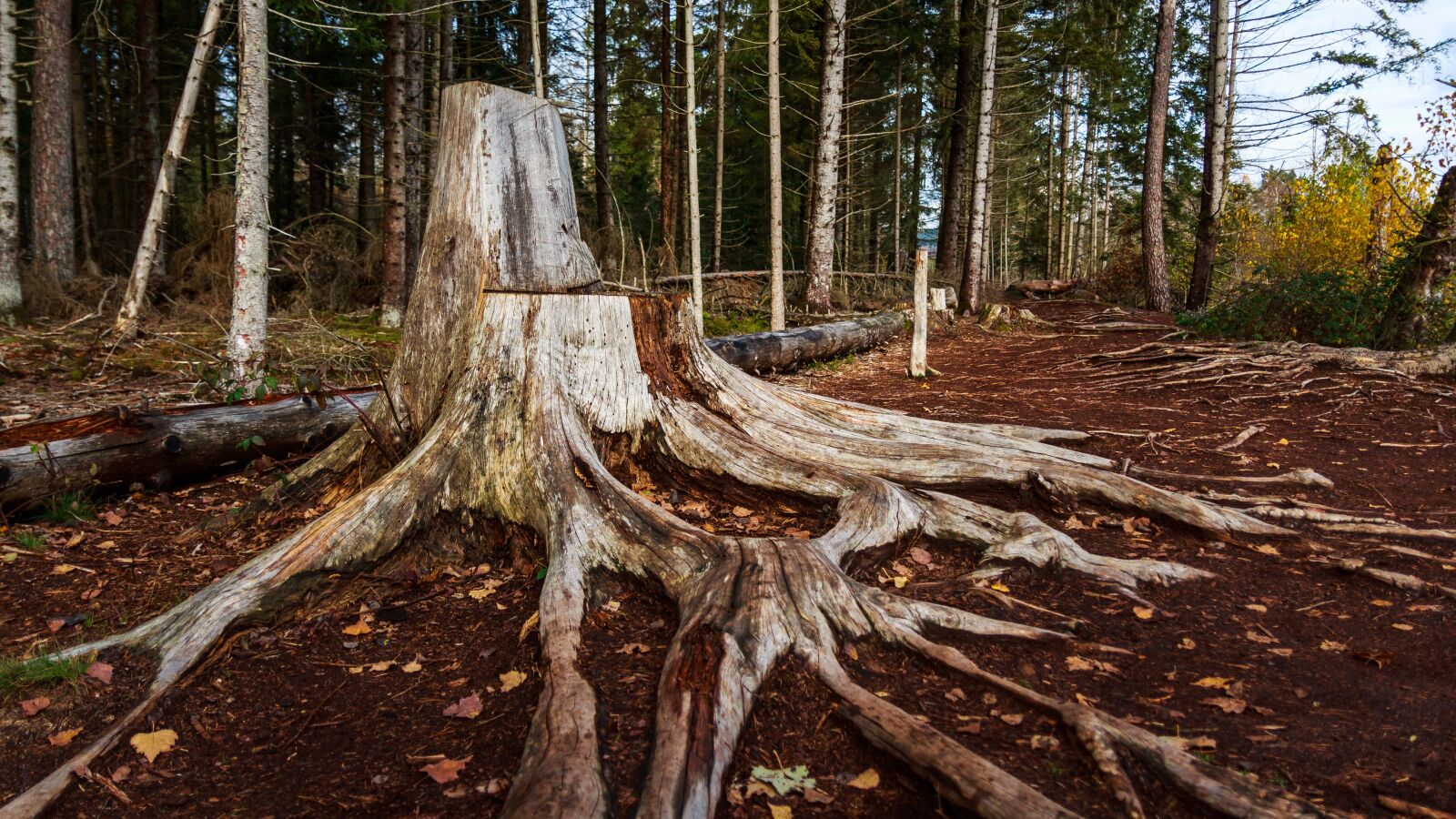 Canon EOS 650D (EOS Rebel T4i / EOS Kiss X6i) sample photo. Tree root, huge, moor photography