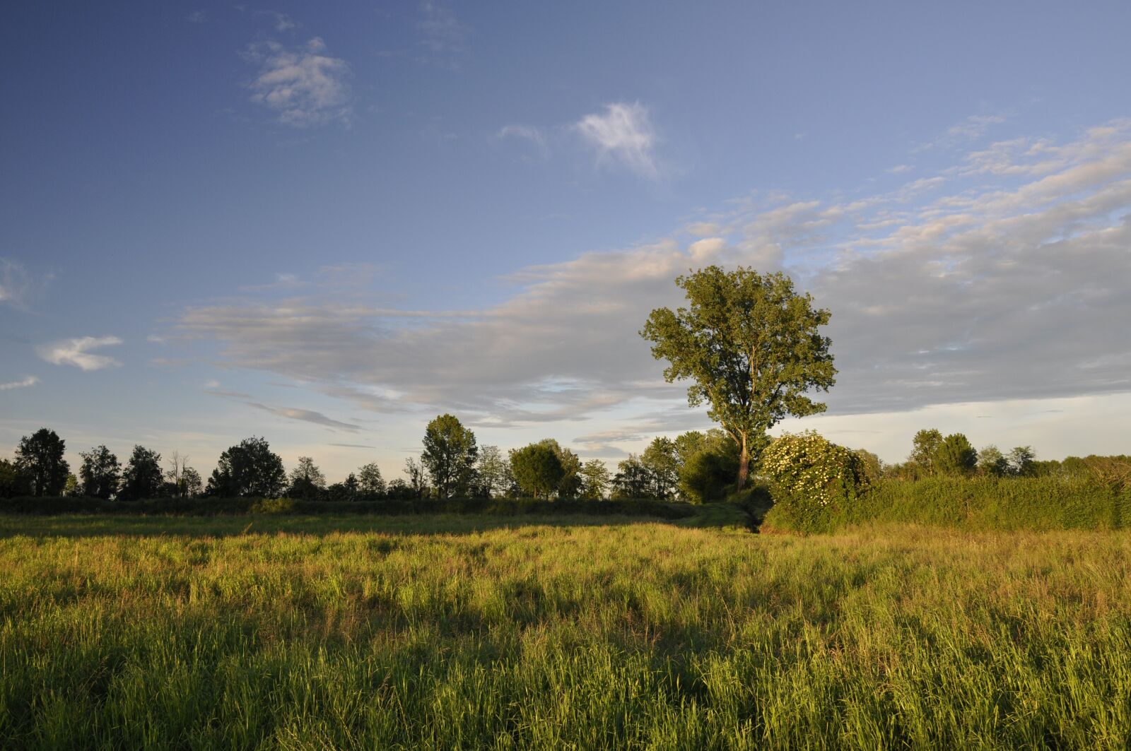 Nikon D5000 sample photo. Campaign, trees, clouds photography