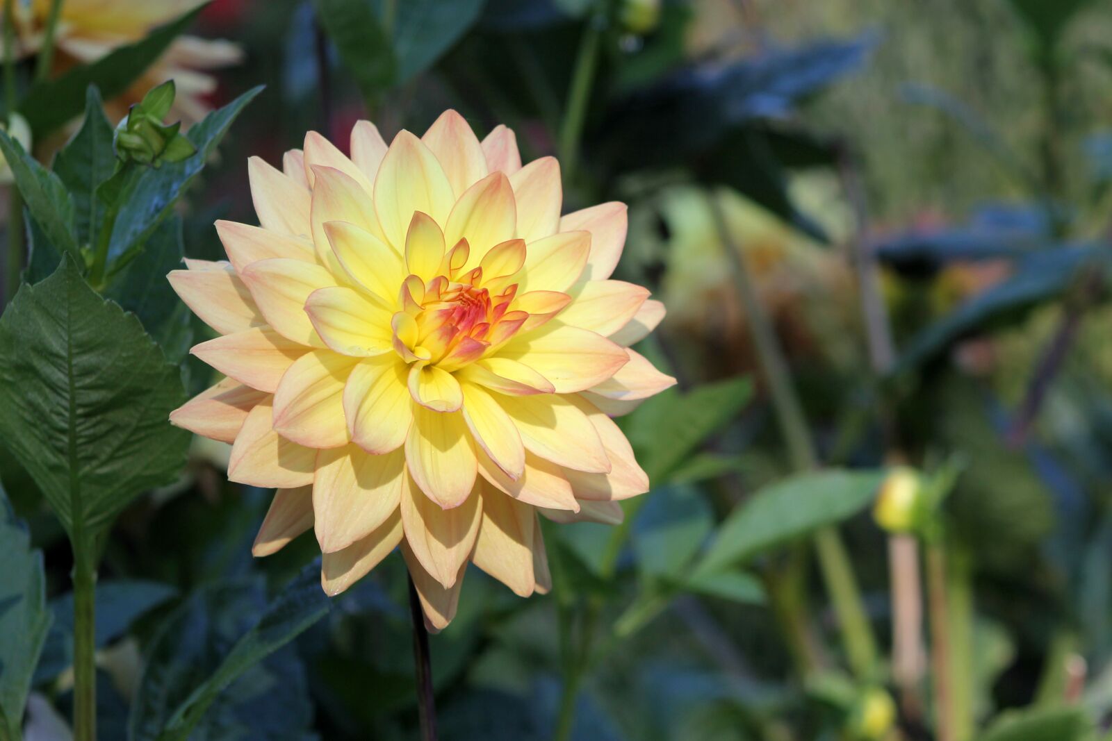 Canon EOS 1100D (EOS Rebel T3 / EOS Kiss X50) sample photo. Dahlia, flower, garden photography