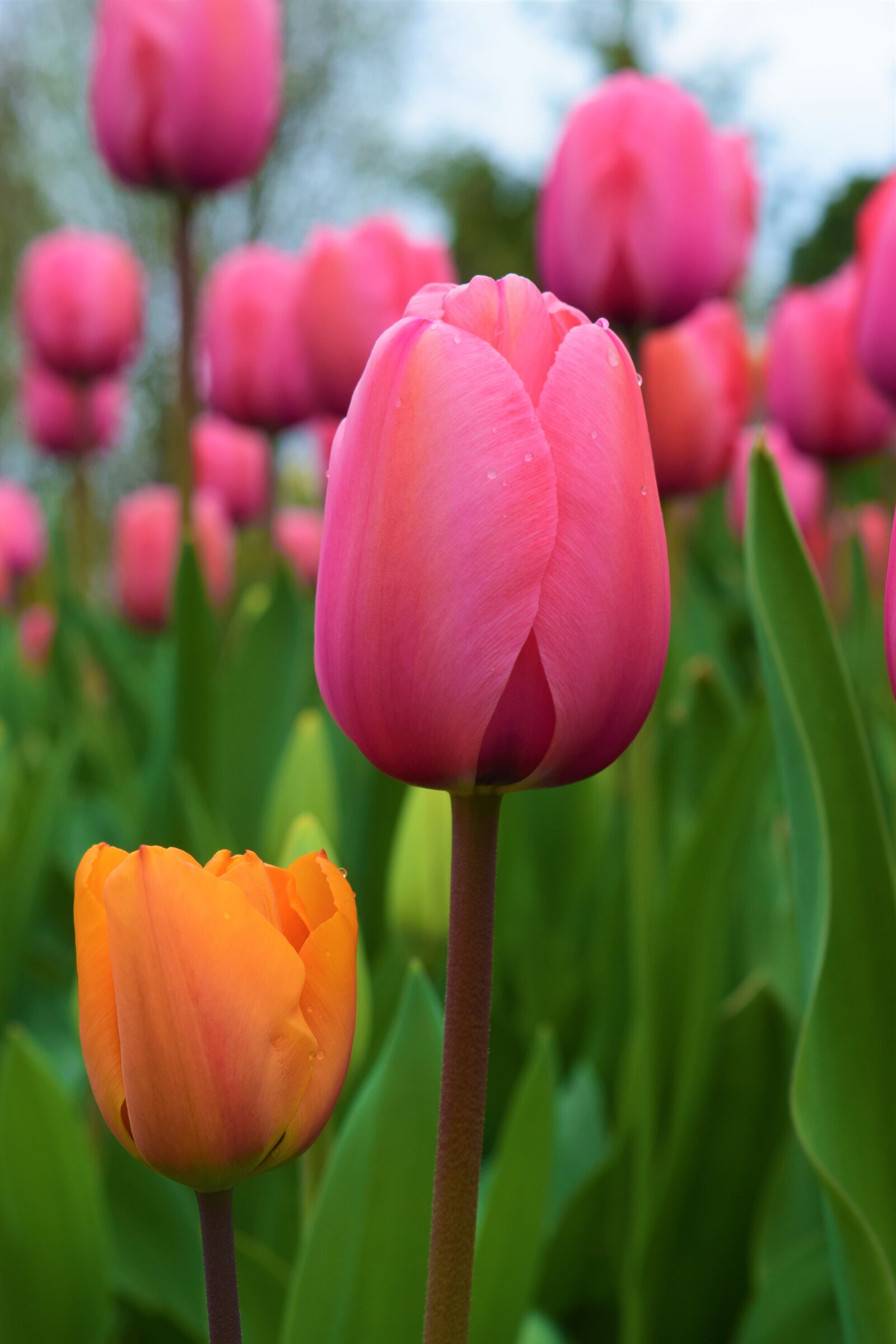 Nikon D3300 sample photo. Orange, pink tulips, flowers photography