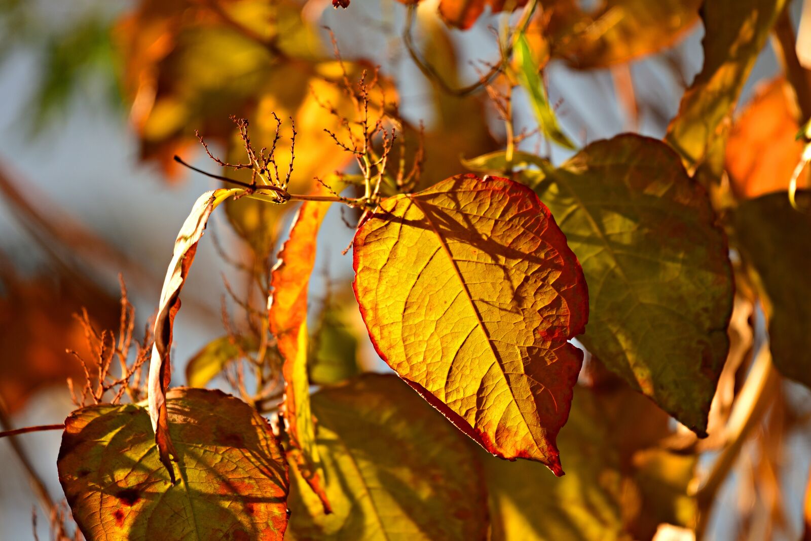 Nikon D750 sample photo. Autumn leaf, foliage, branch photography