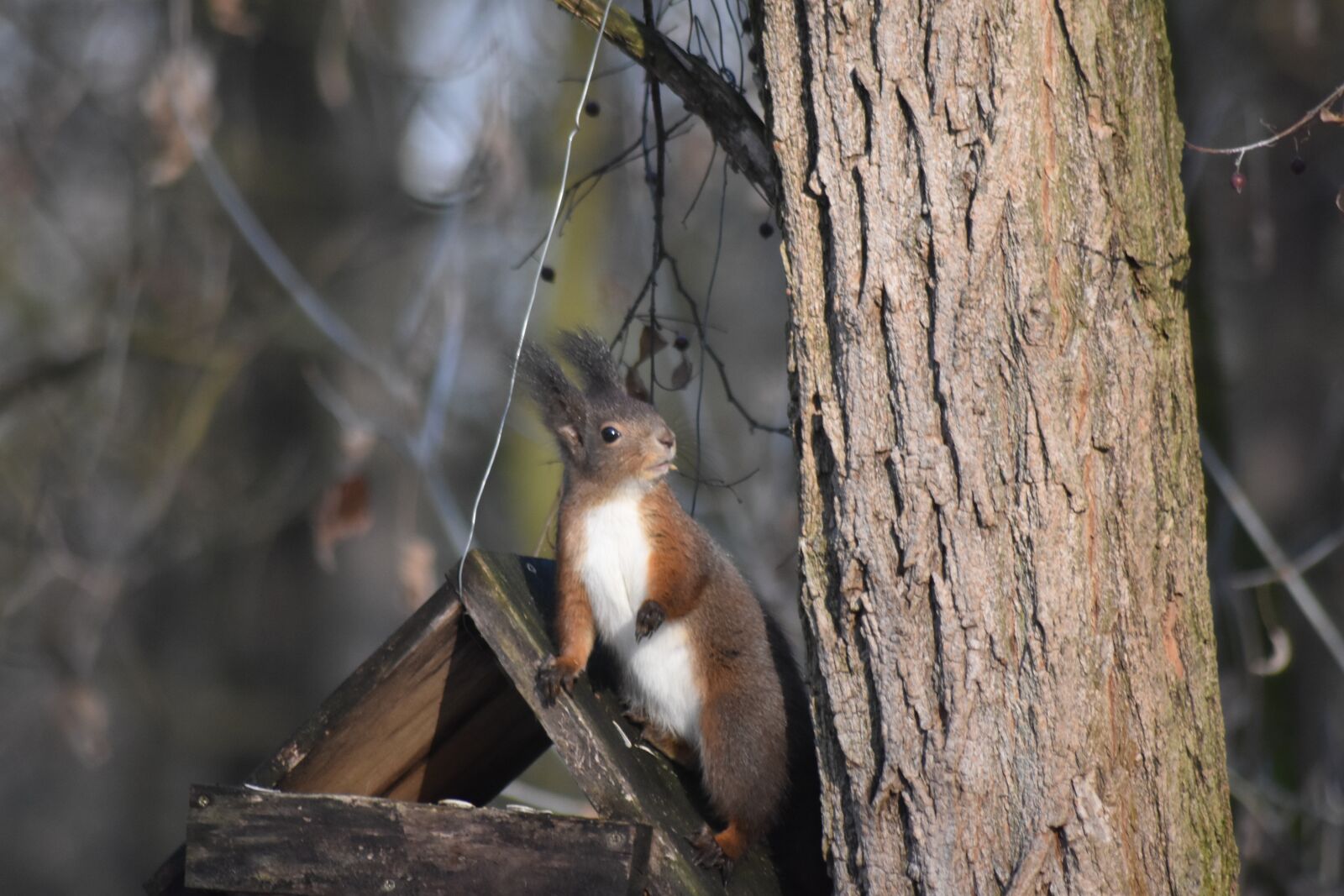 Nikon D7200 sample photo. Squirrel, forest, nature photography