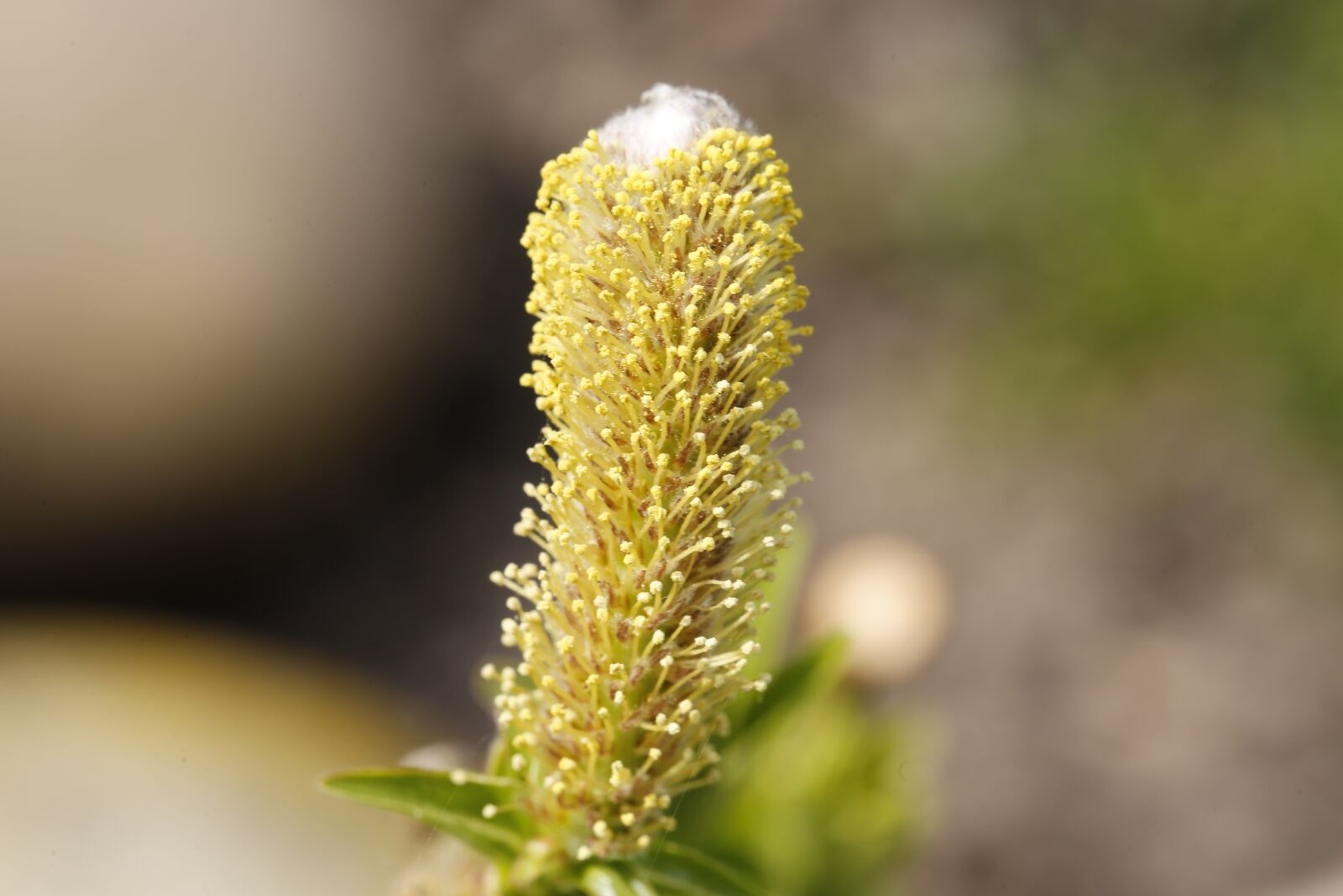 Canon EF 100mm F2.8L Macro IS USM sample photo. Flower, spring, nature photography