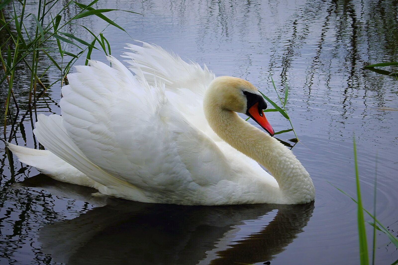 Nikon Coolpix P900 sample photo. Swan, water bird, lake photography