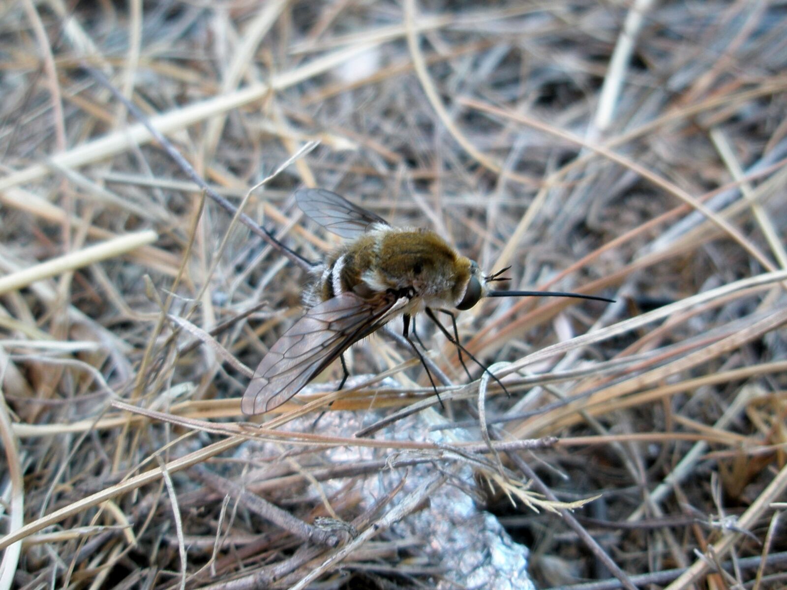 Olympus u820,S820 sample photo. Bumblebee, insect, insects photography