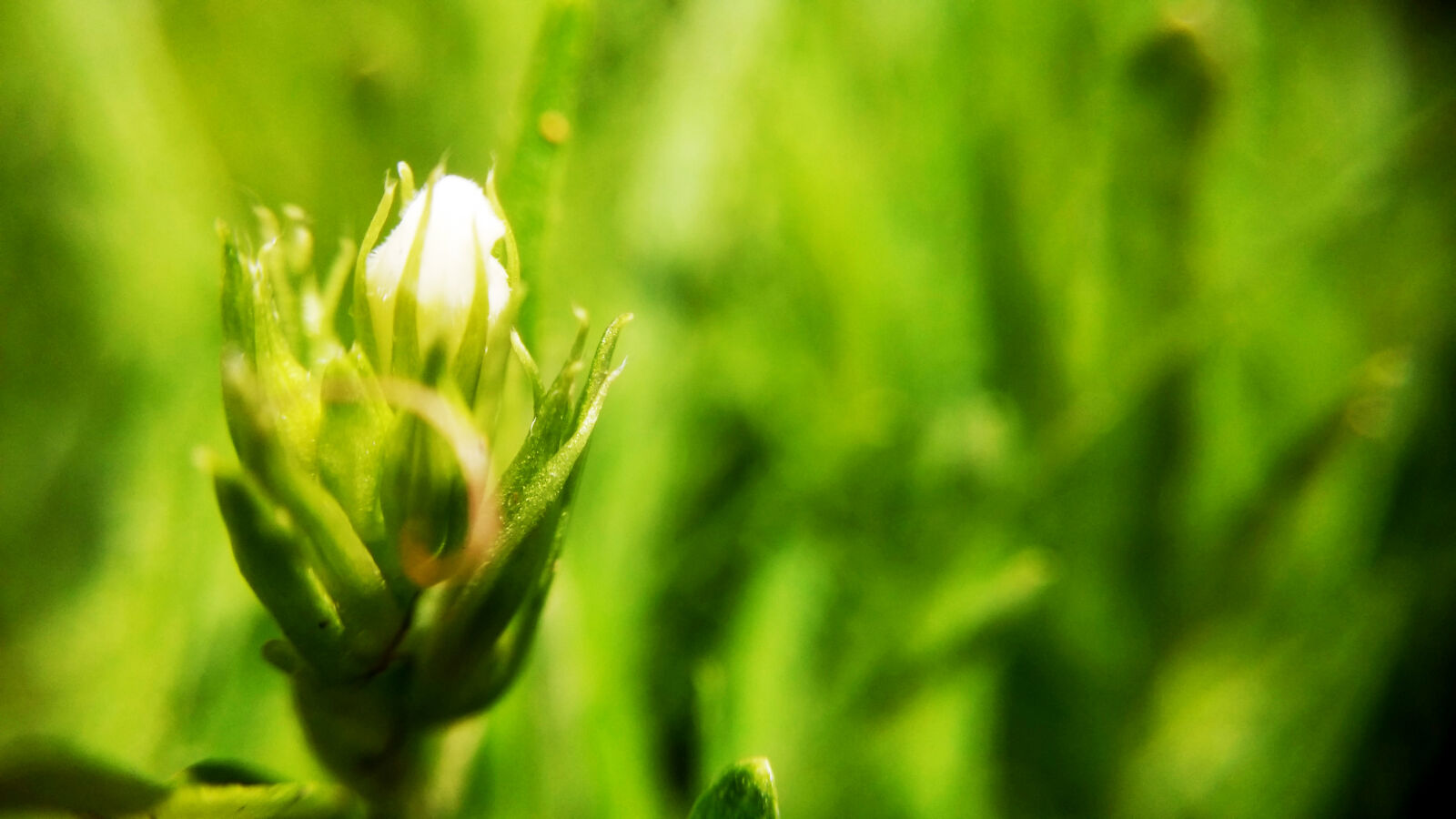 Xiaomi MI3 sample photo. Evergreen, grass, grassland, green photography
