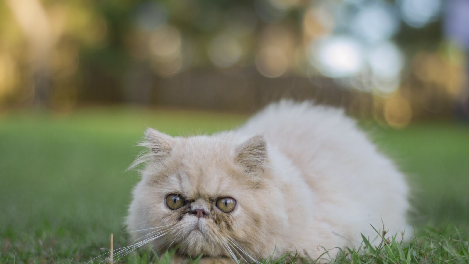 Canon EOS 650D (EOS Rebel T4i / EOS Kiss X6i) sample photo. Cat, domestic, animal photography
