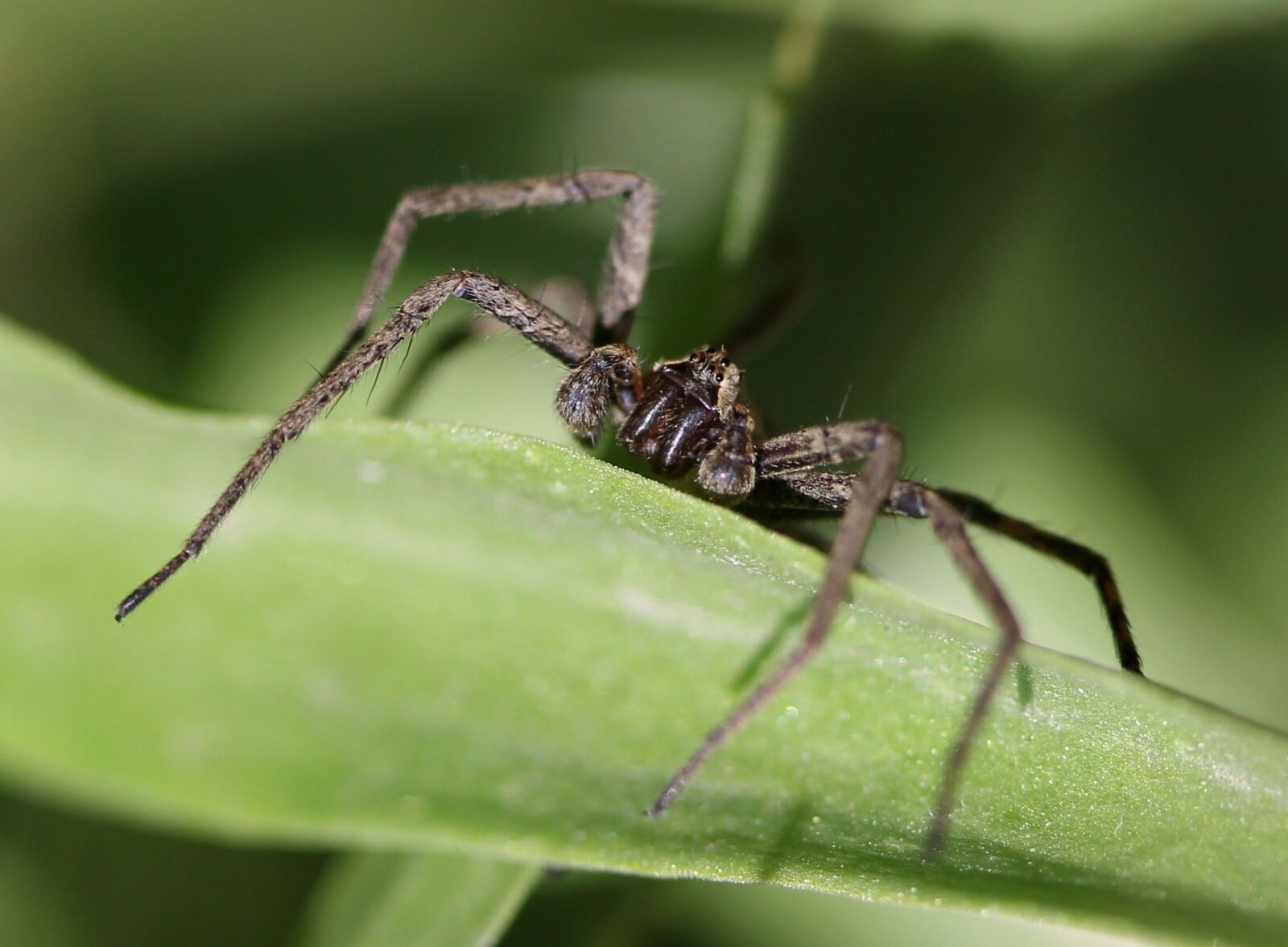 Canon EF-S 60mm F2.8 Macro USM sample photo. Spider, arachnid, gray photography