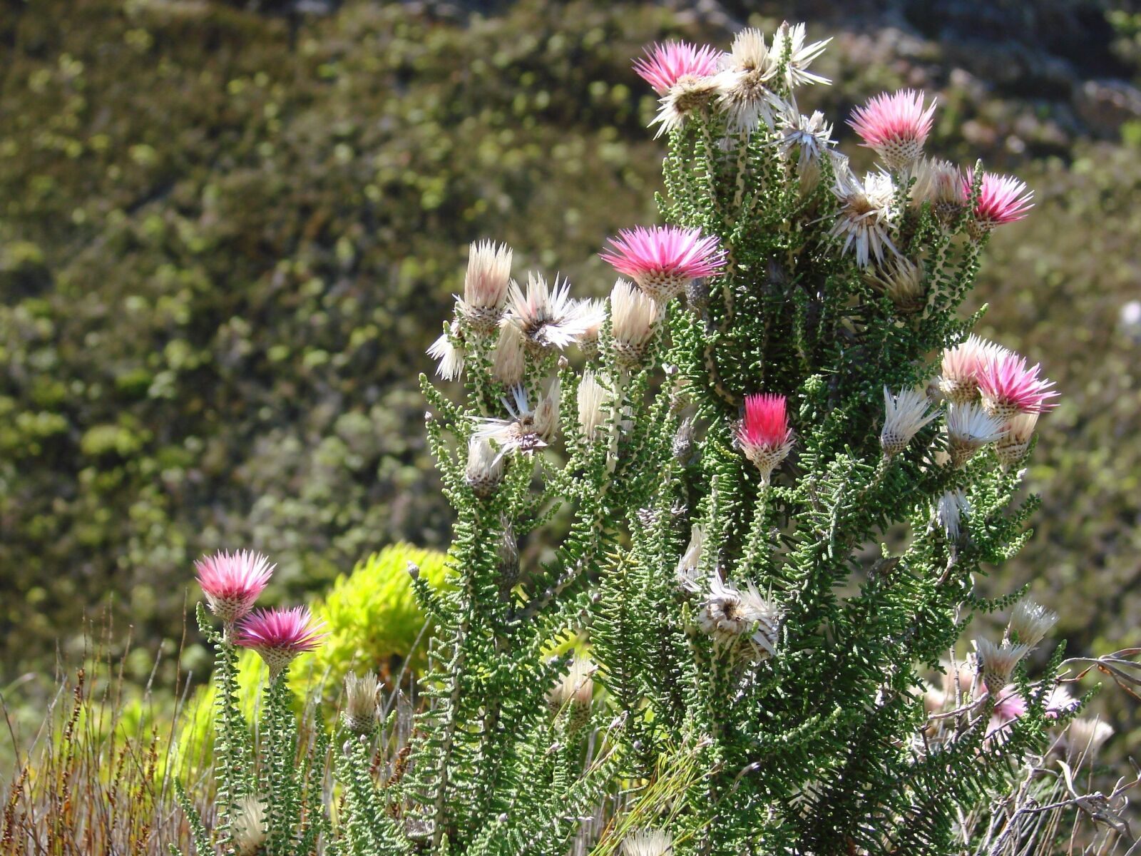 Sony DSC-H5 sample photo. Flowers, wild, mountain photography