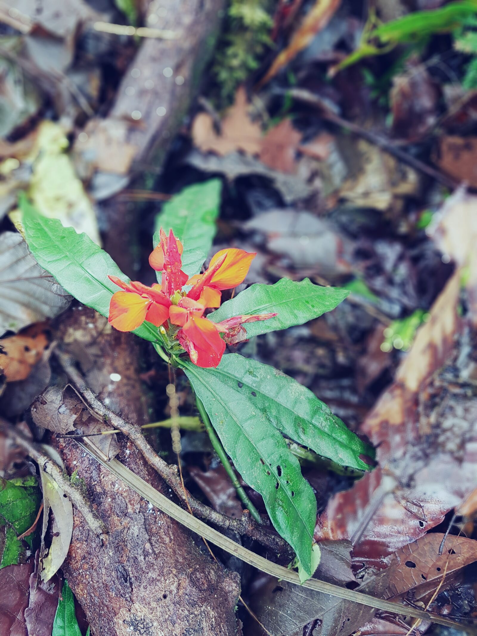Samsung Galaxy S7 Edge sample photo