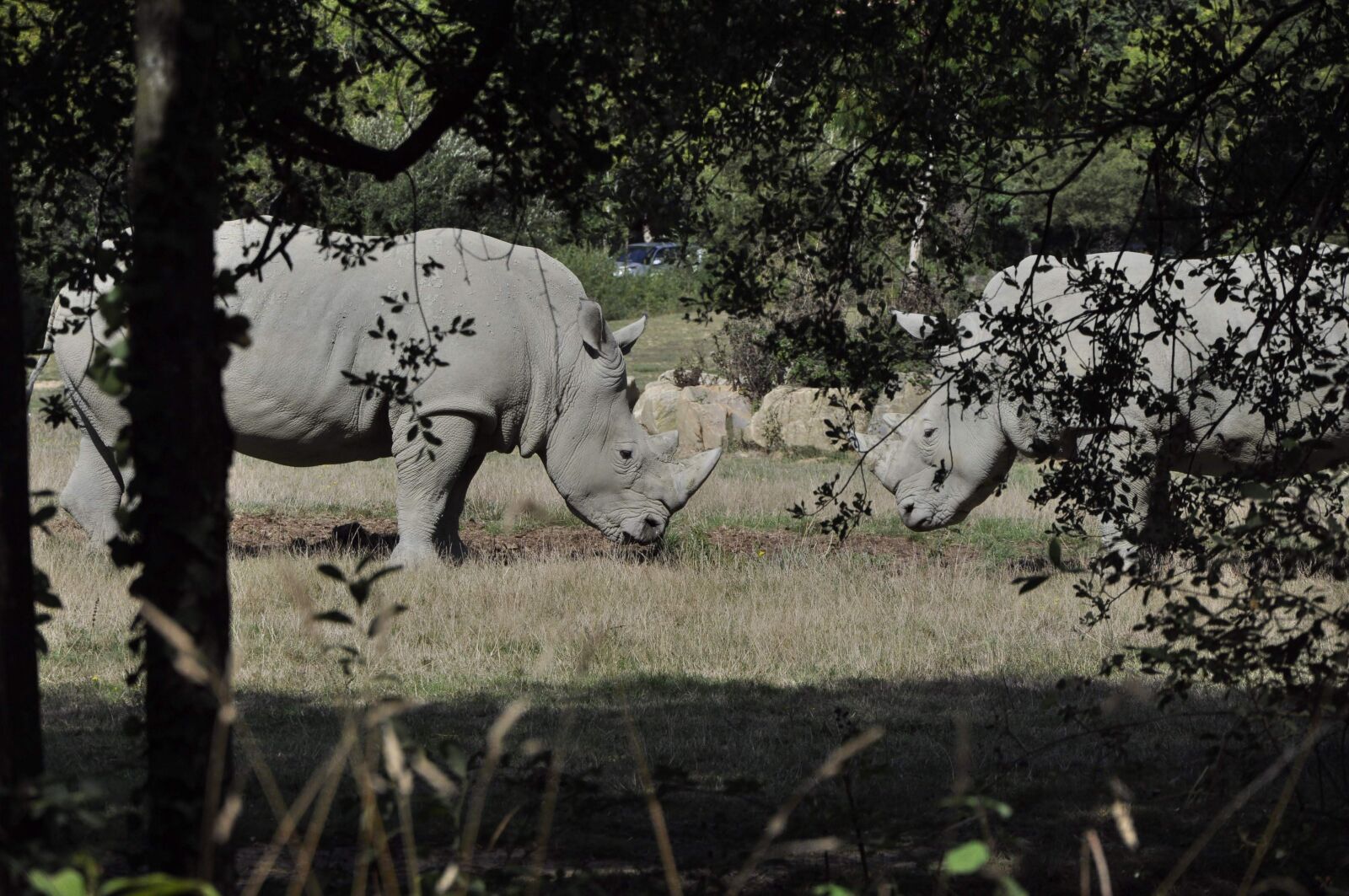 Nikon D90 sample photo. Rhinoceros, wild, africa photography