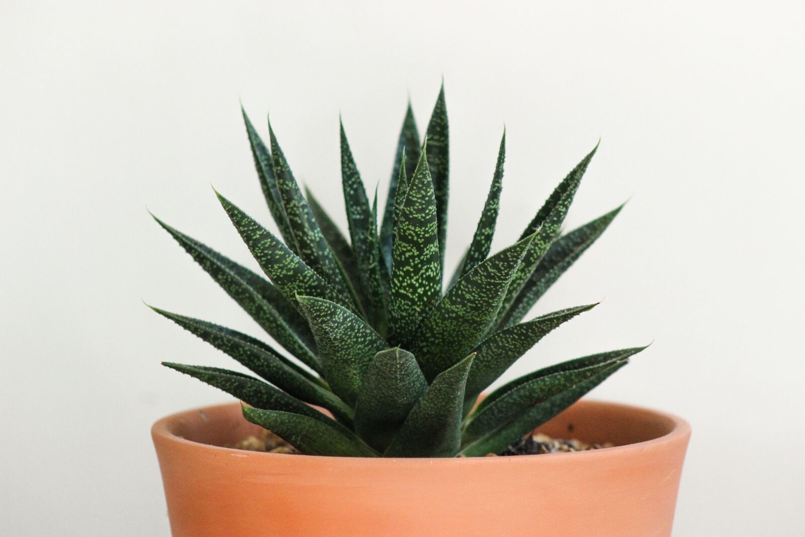 Canon EOS 600D (Rebel EOS T3i / EOS Kiss X5) sample photo. Cactus, succulent, aloe photography