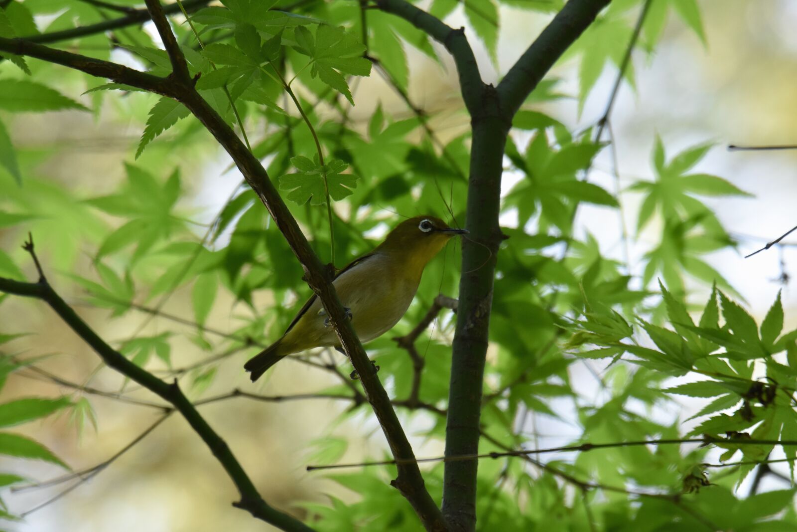 Nikon D7200 sample photo. Animal, forest, wood photography