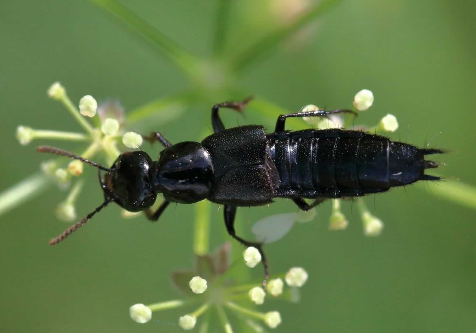 Canon EOS 80D sample photo. Rove beetle, black, plant photography
