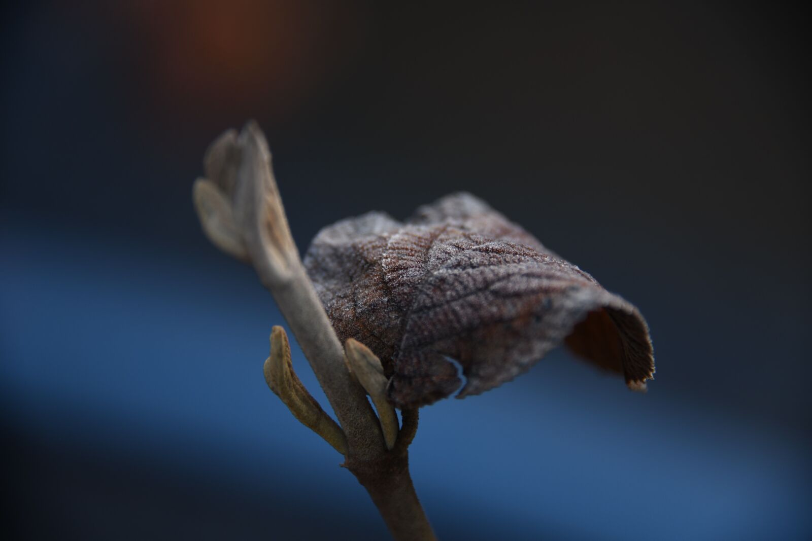 Nikon D850 sample photo. Winter, frost, plants photography