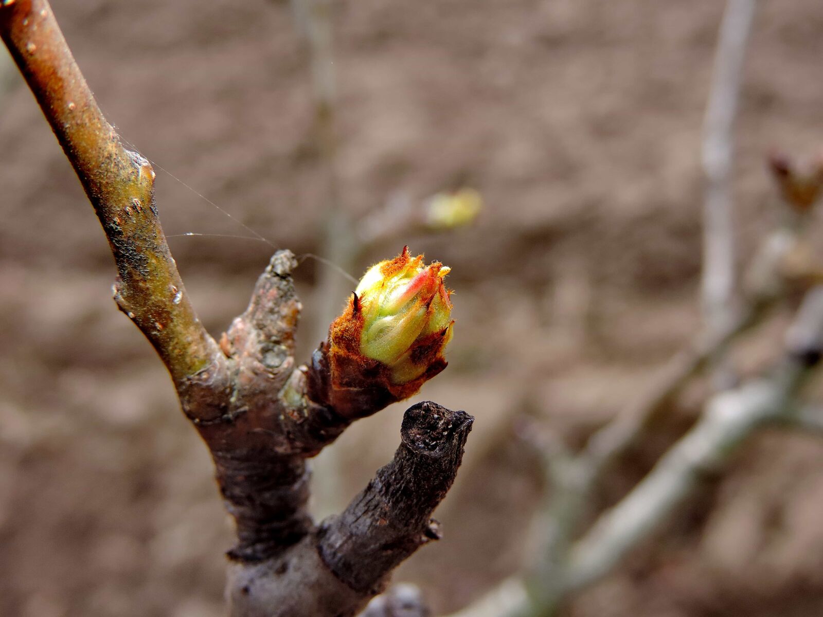 Nikon Coolpix P520 sample photo. Branch, flower bud, spring photography