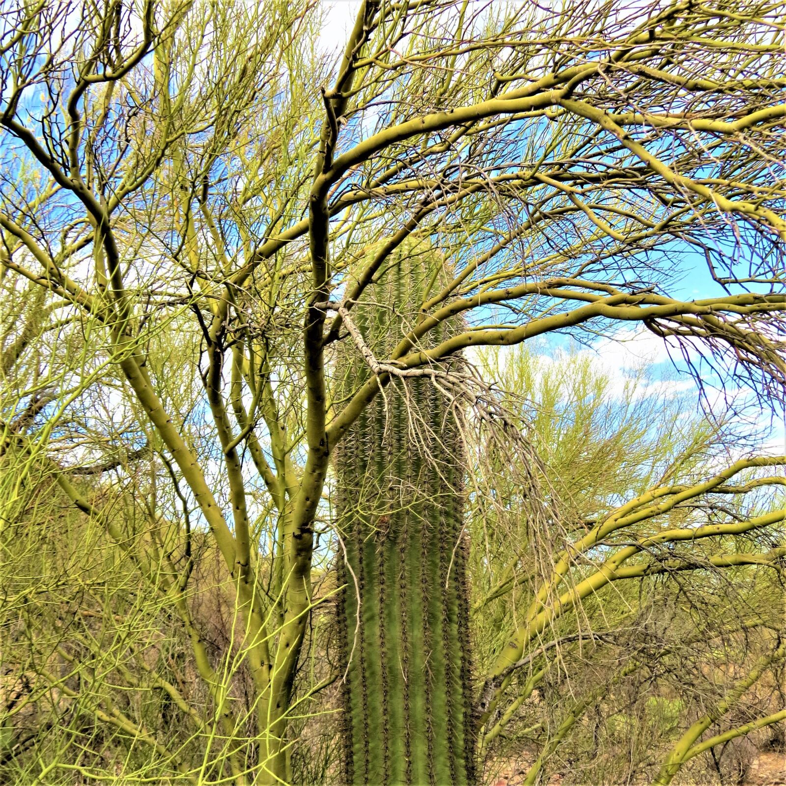 Canon PowerShot SX50 HS sample photo. Arizona, cactus, saguaro photography