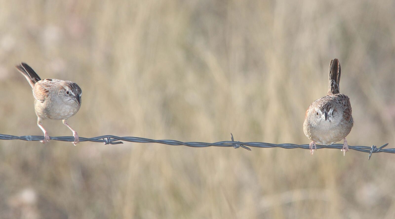 Canon EF 300mm F4L IS USM sample photo
