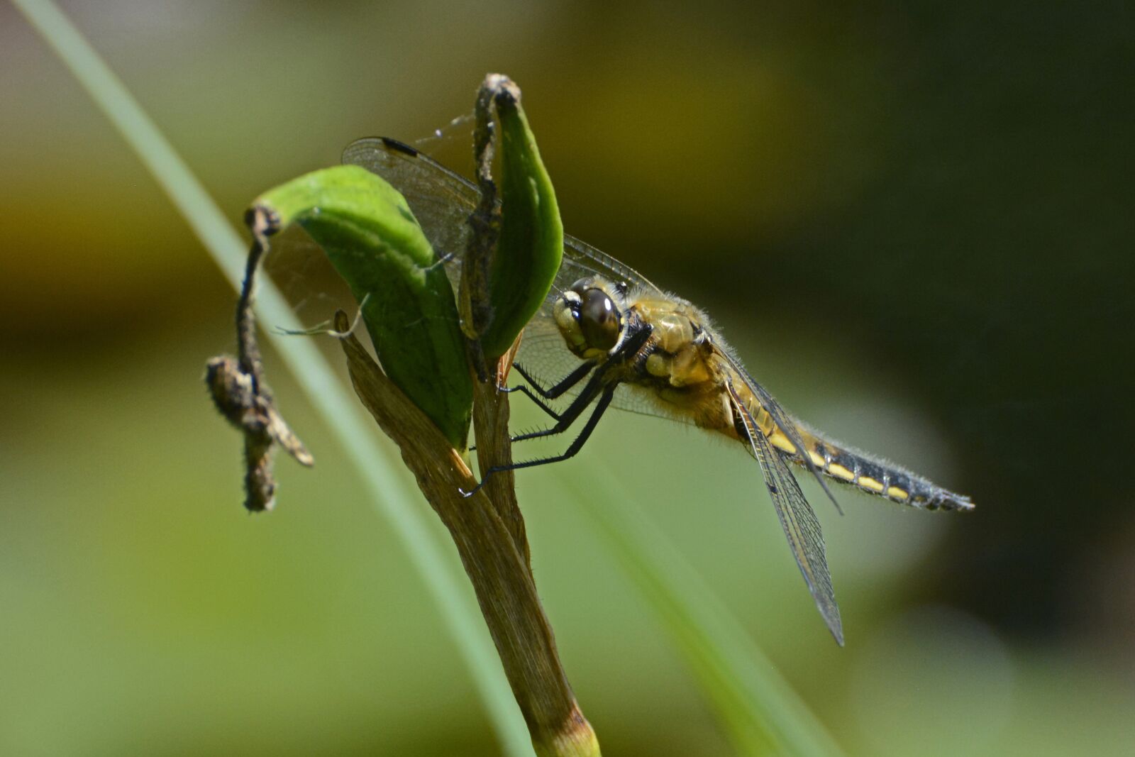 Nikon D7100 sample photo. Dragonfly, wing, insect photography