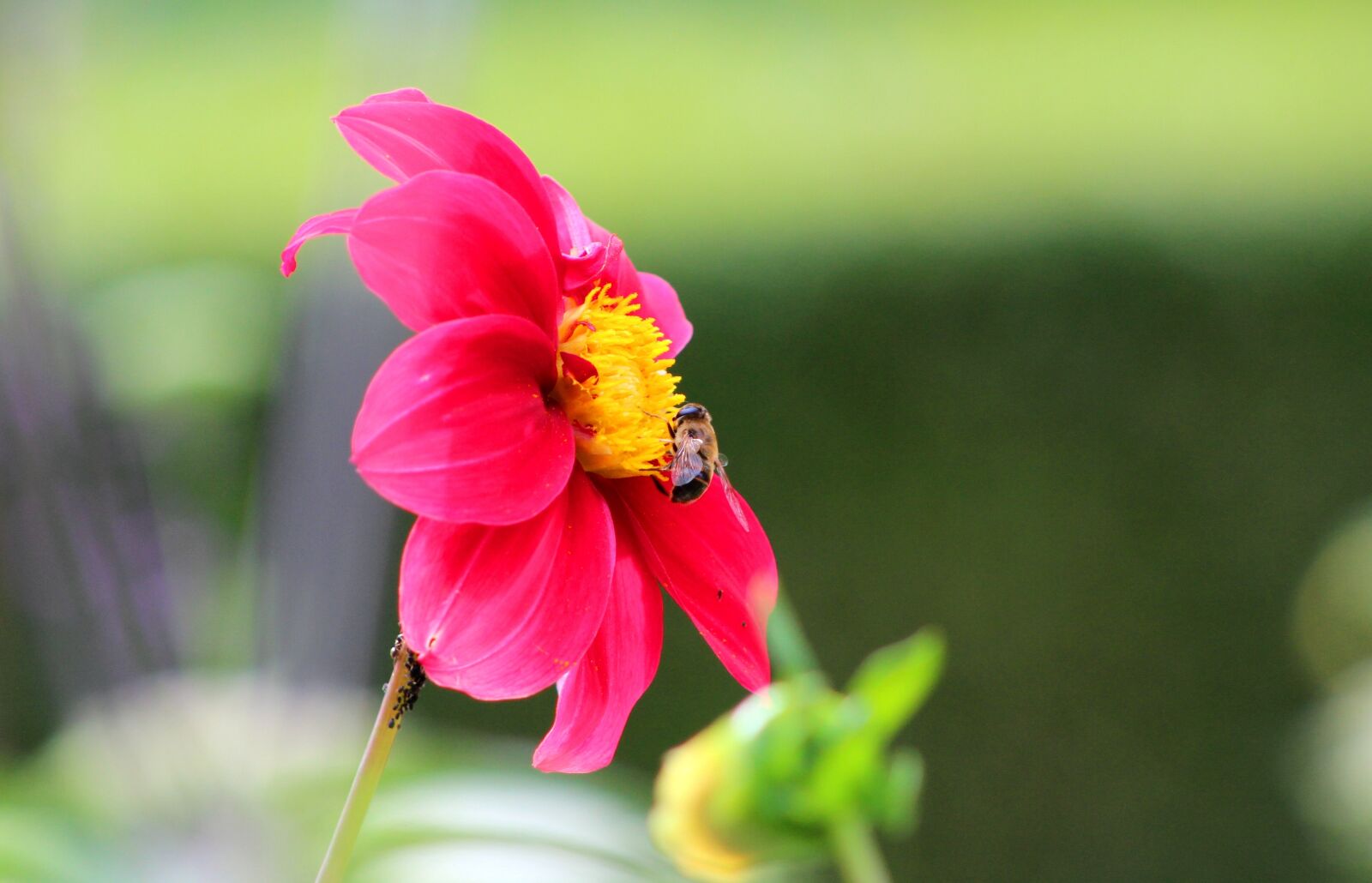 Canon EOS 600D (Rebel EOS T3i / EOS Kiss X5) sample photo. Dahlia, bee, flower photography