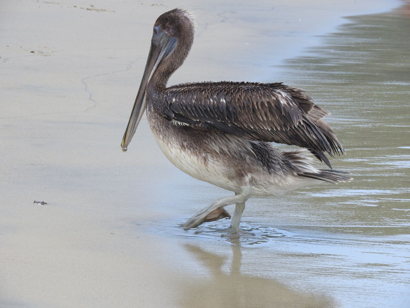 Nikon Coolpix P610 sample photo. Pelican, beach, summer photography