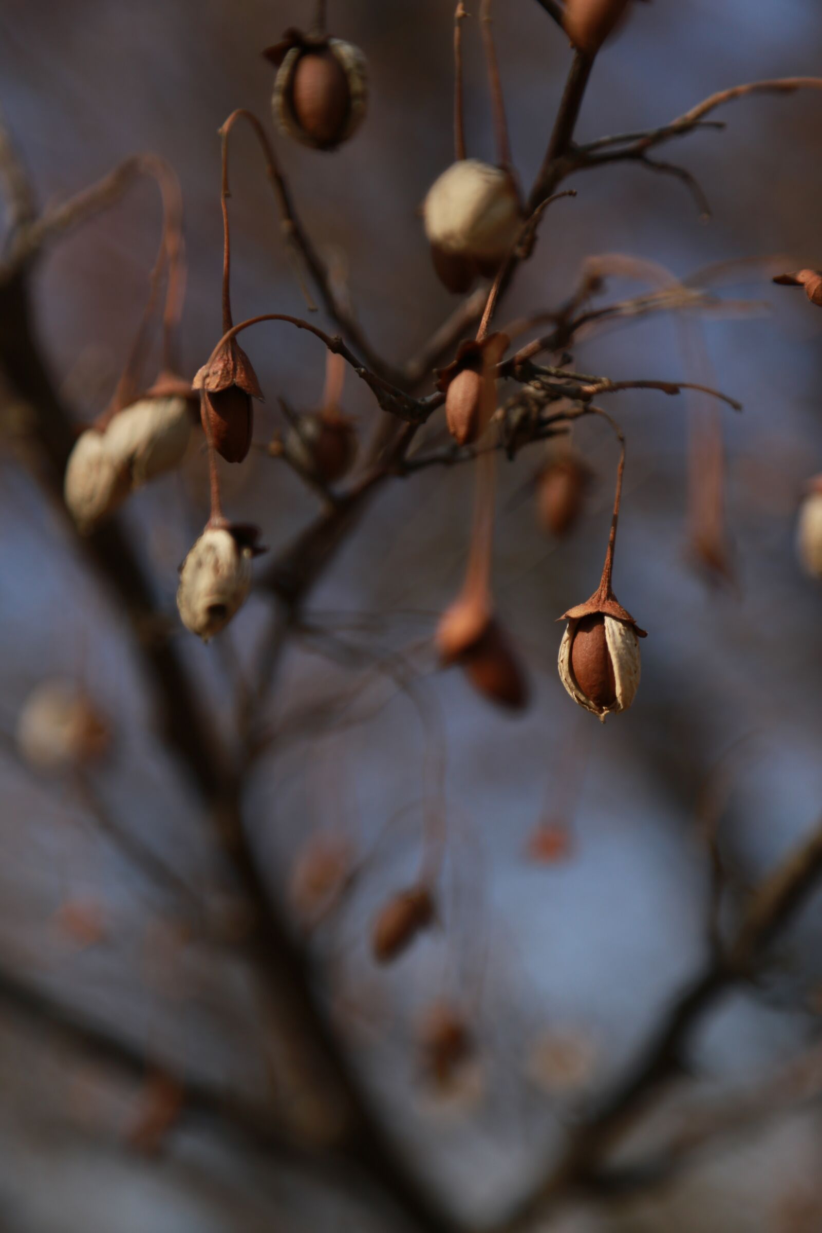 Canon EOS 6D + Canon EF 24-105mm F4L IS USM sample photo. Fruit, autumn, nature photography