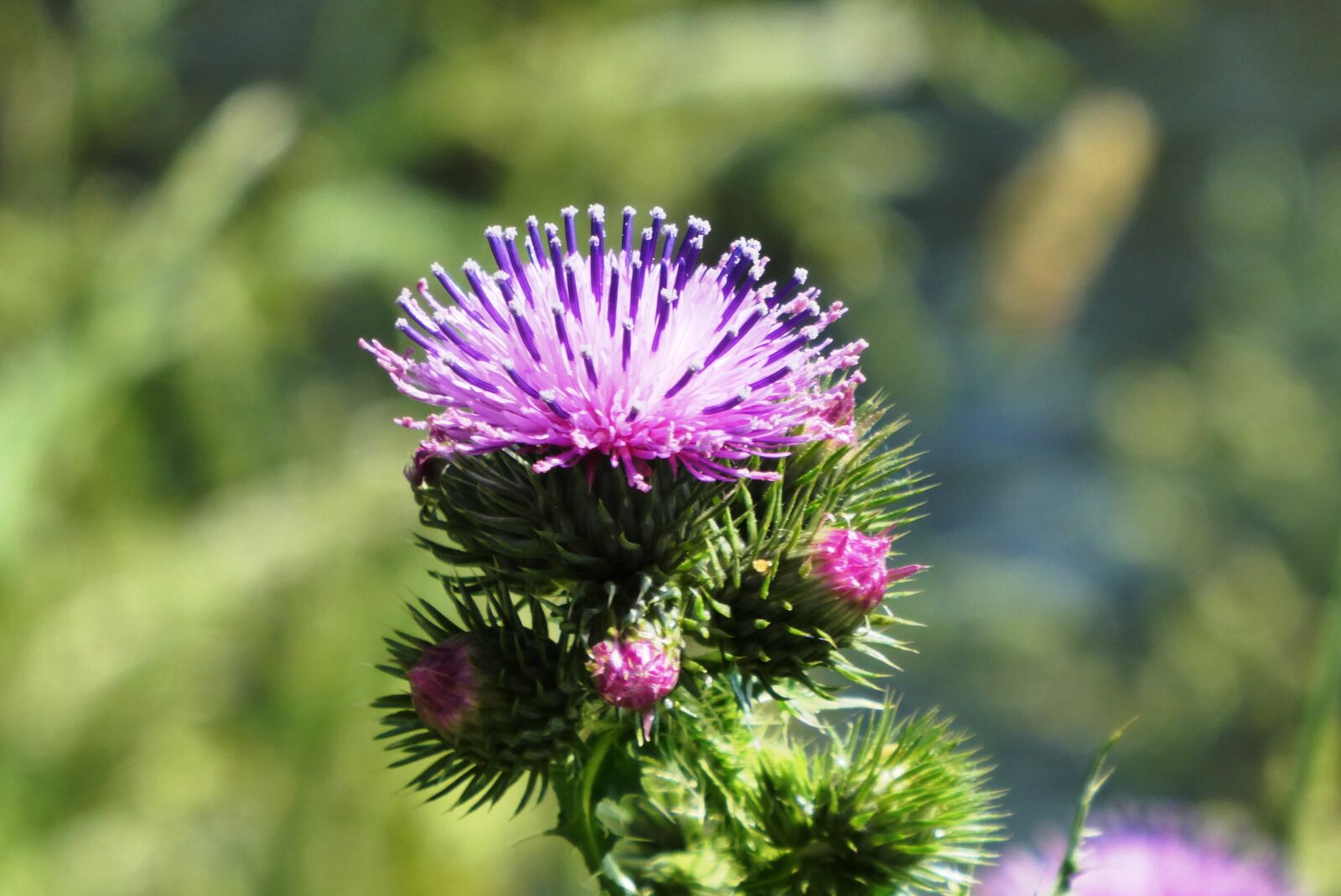 Panasonic Lumix DC-ZS70 (Lumix DC-TZ90) sample photo. Thistle, flowering plant, berm photography
