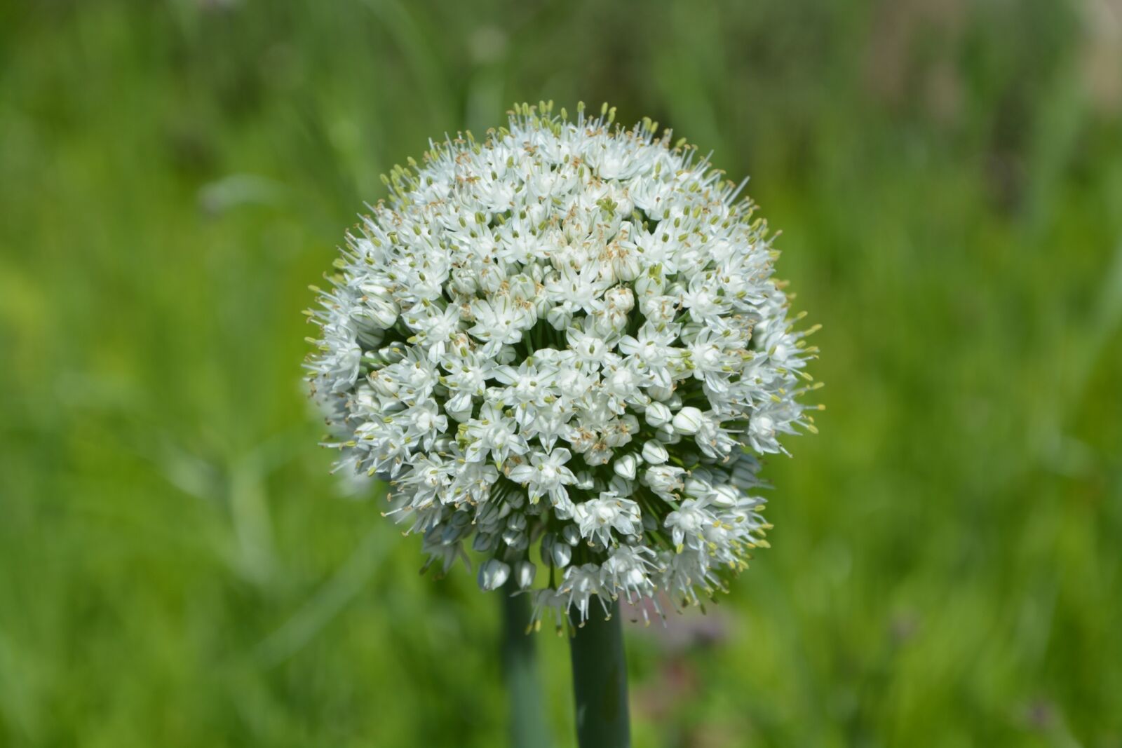 Nikon D5200 sample photo. Flower, fields, nature photography
