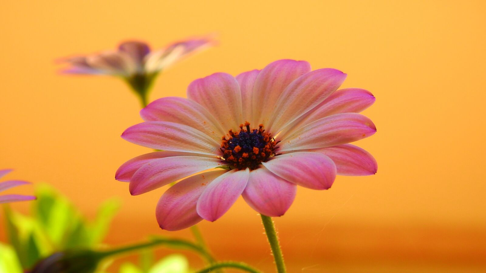 Nikon Coolpix P900 sample photo. Flower, tone, yellow photography