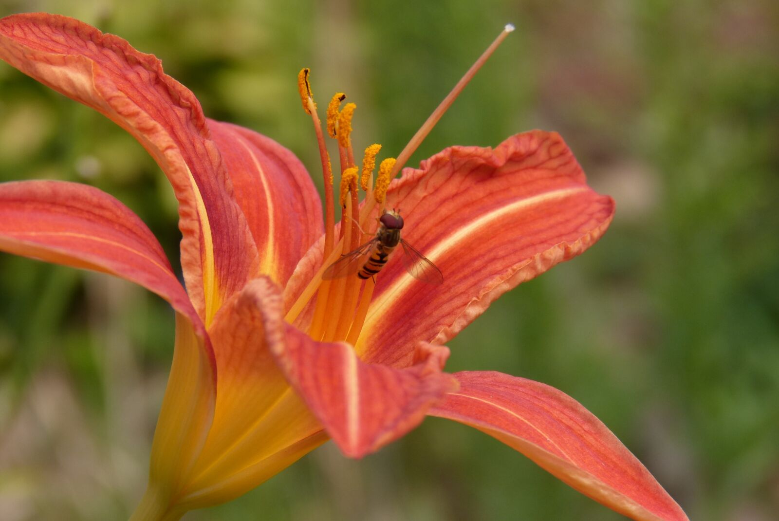 Panasonic DMC-FZ62 sample photo. Daylily, insect, nectar photography