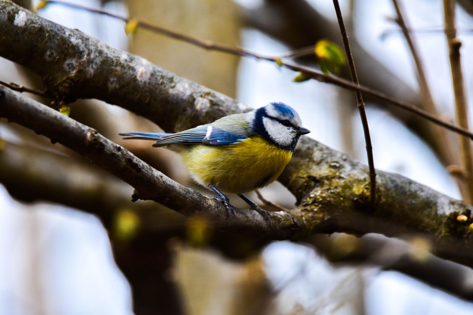 Tamron SP 150-600mm F5-6.3 Di VC USD sample photo. Bird, nature, tit photography