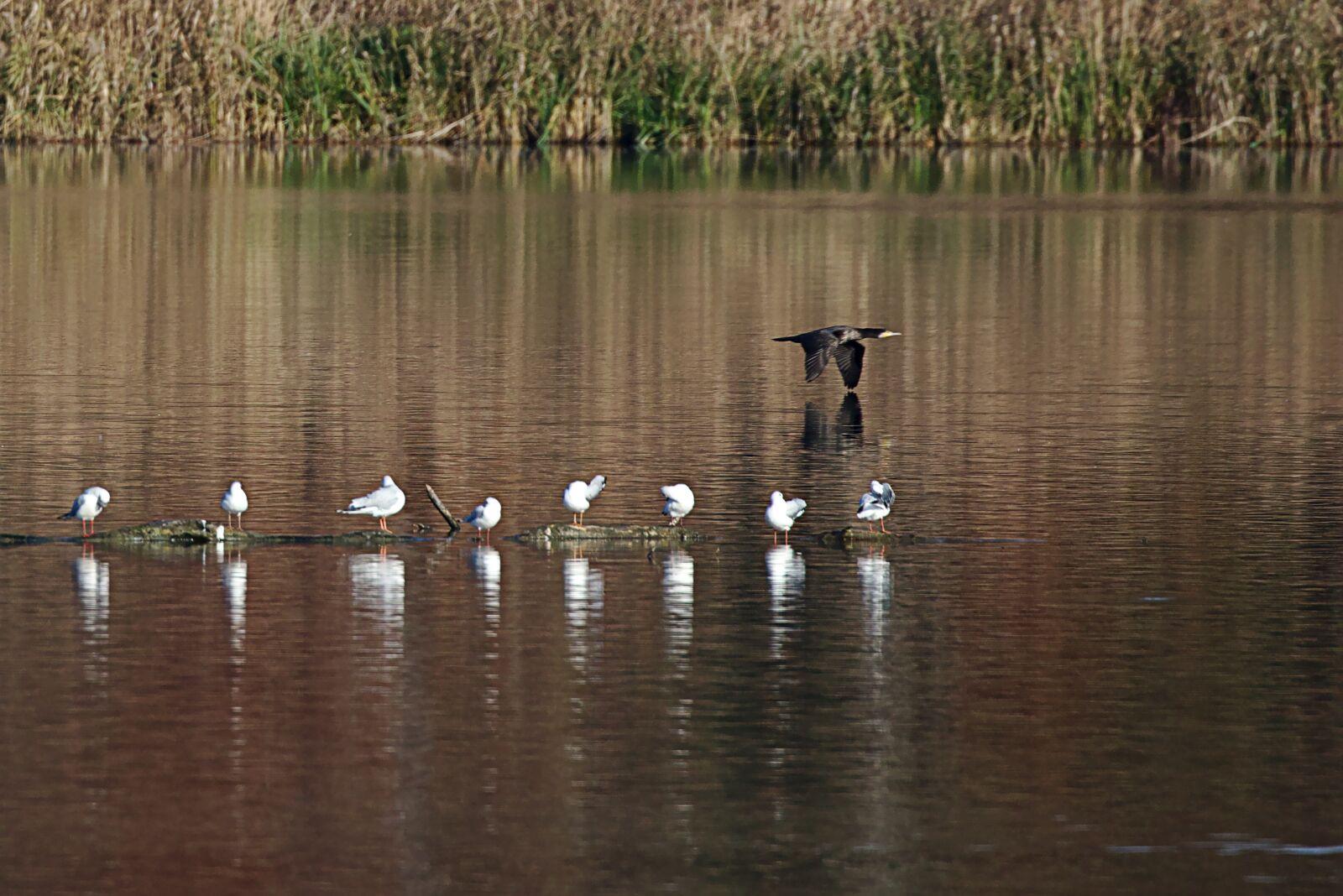 Canon EOS M5 sample photo. Bird, water, lake photography
