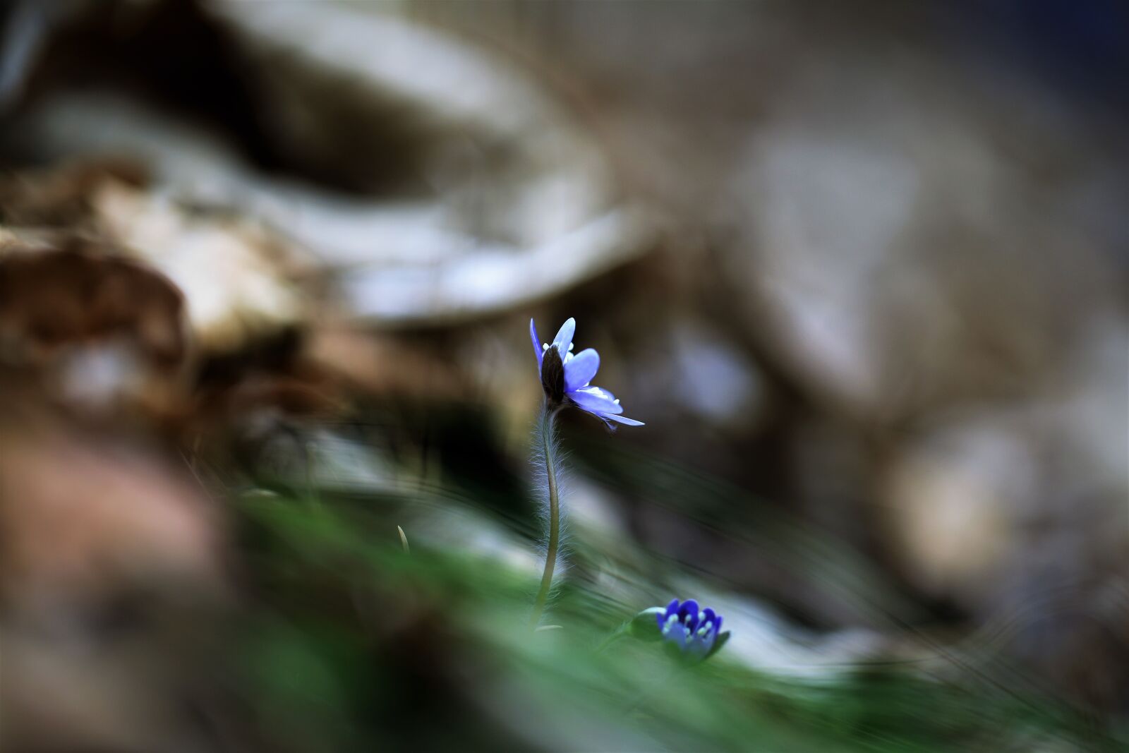 Canon EF 100mm F2.8L Macro IS USM sample photo. Wildflower, hepatica, flowers photography