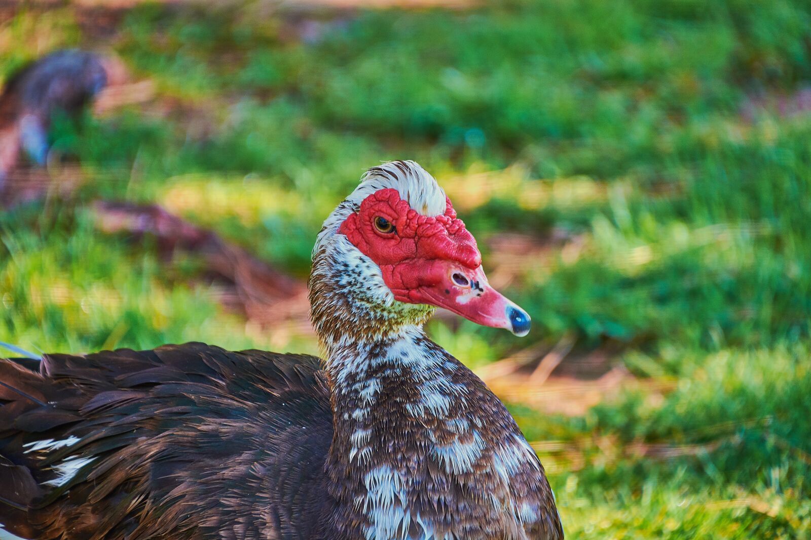 Nikon D7200 sample photo. Oca, feathers, birds photography