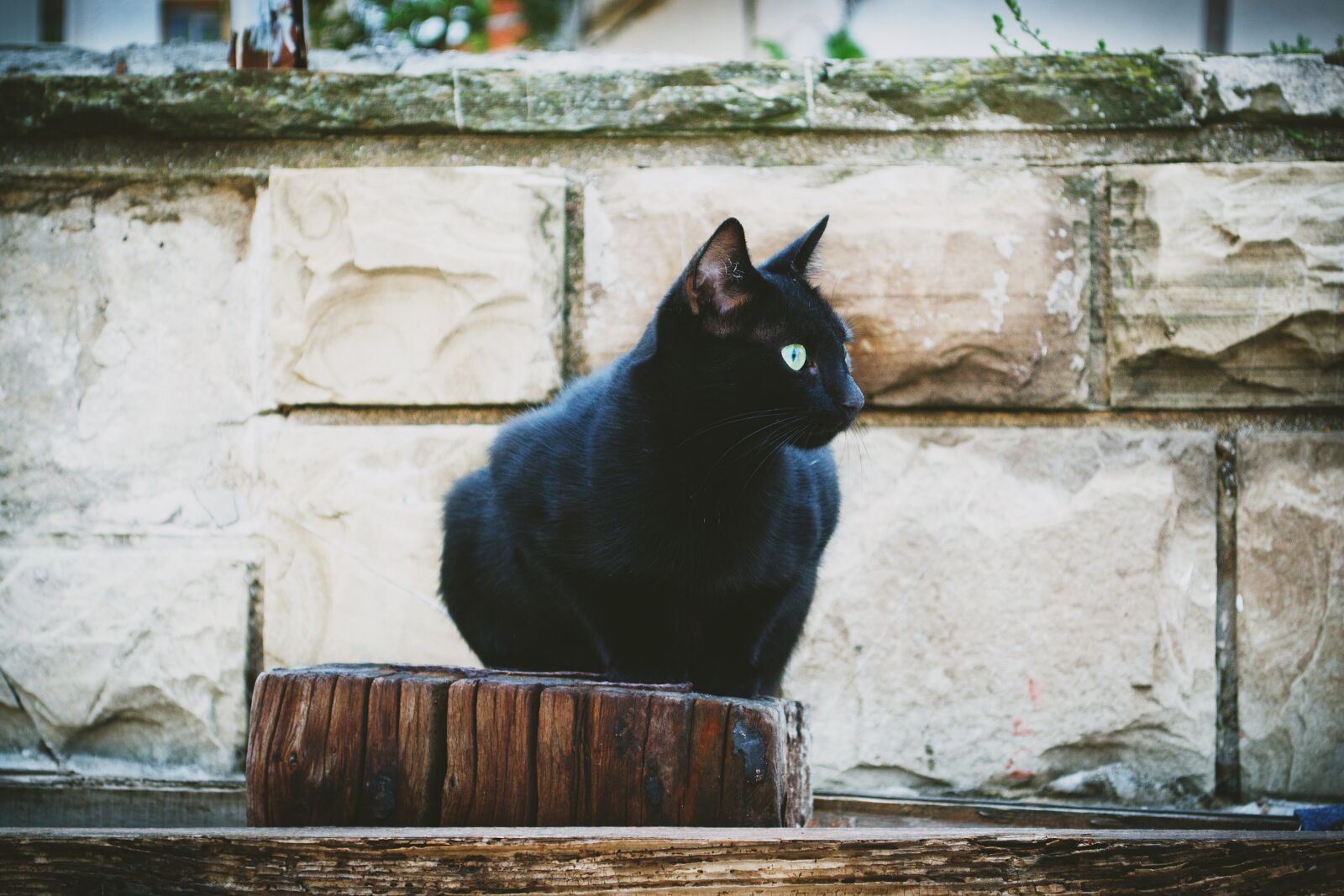 Nikon D3100 sample photo. Animals, black, black sea photography