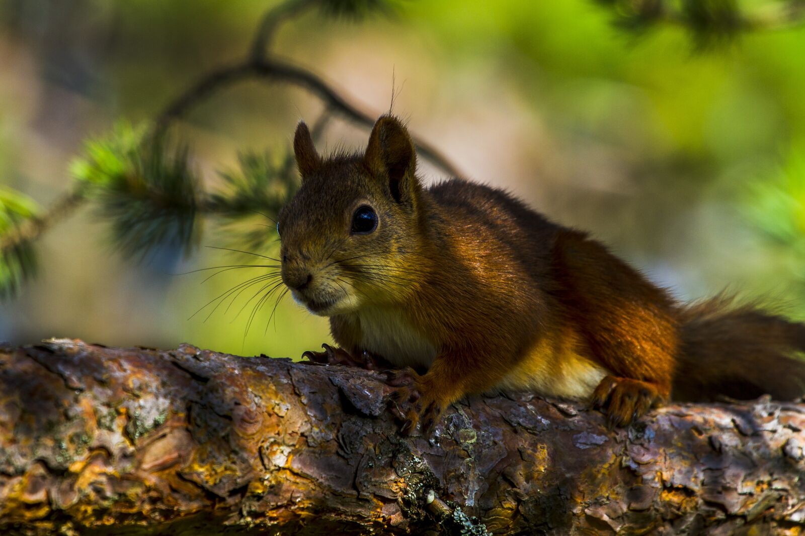 Canon EOS 7D + Canon EF 100-400mm F4.5-5.6L IS USM sample photo. The nature of the photography