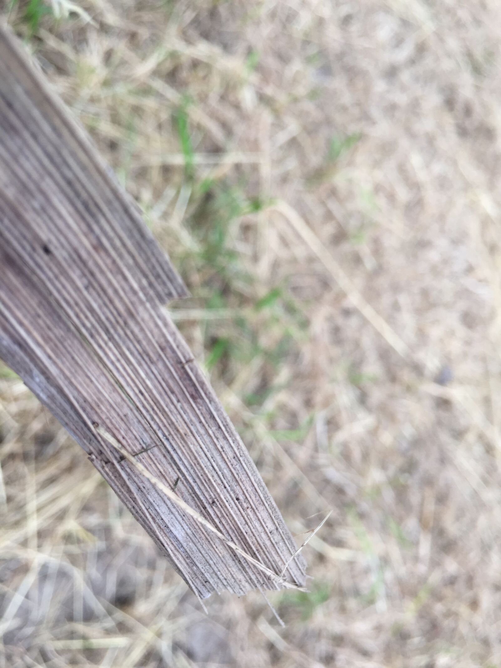 iPhone 6 back camera 4.15mm f/2.2 sample photo. Wood photography