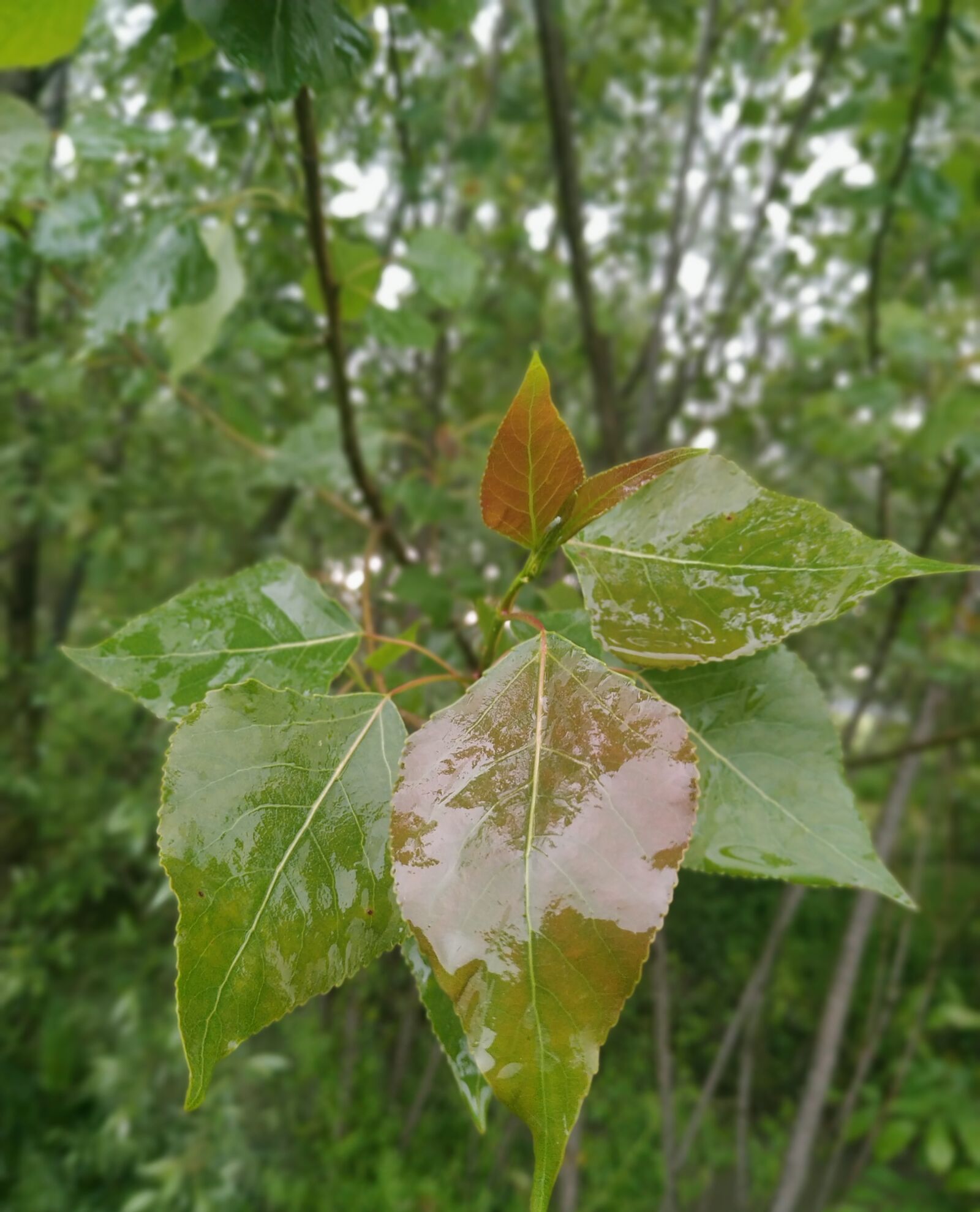Xiaomi Redmi Note 6 Pro sample photo. The, nature, beauty 5 photography