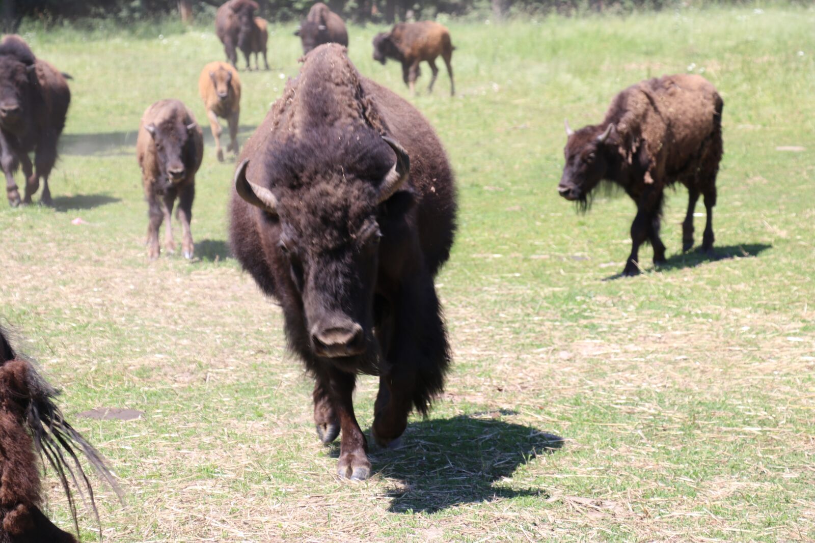 Canon EOS 80D sample photo. Buffalo, bison, animal photography